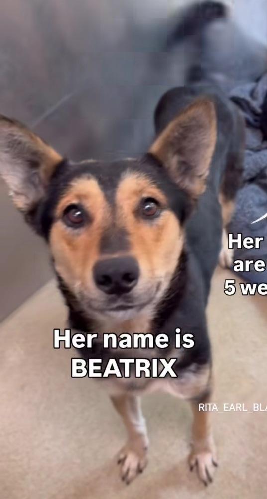 Enlarge Beatrix, a Adoptable mixed breed in Wildomar, CA image 6/6