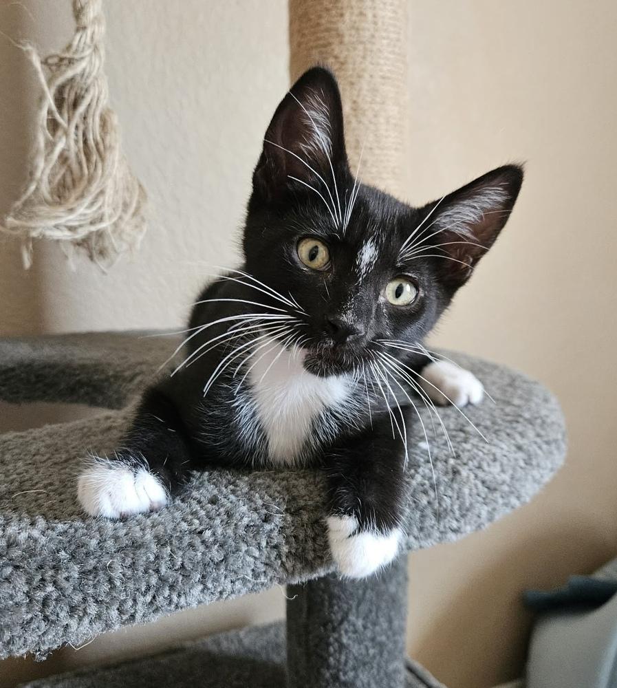 Magic 2, Adoptable, Kitten Male Domestic Short Hair.