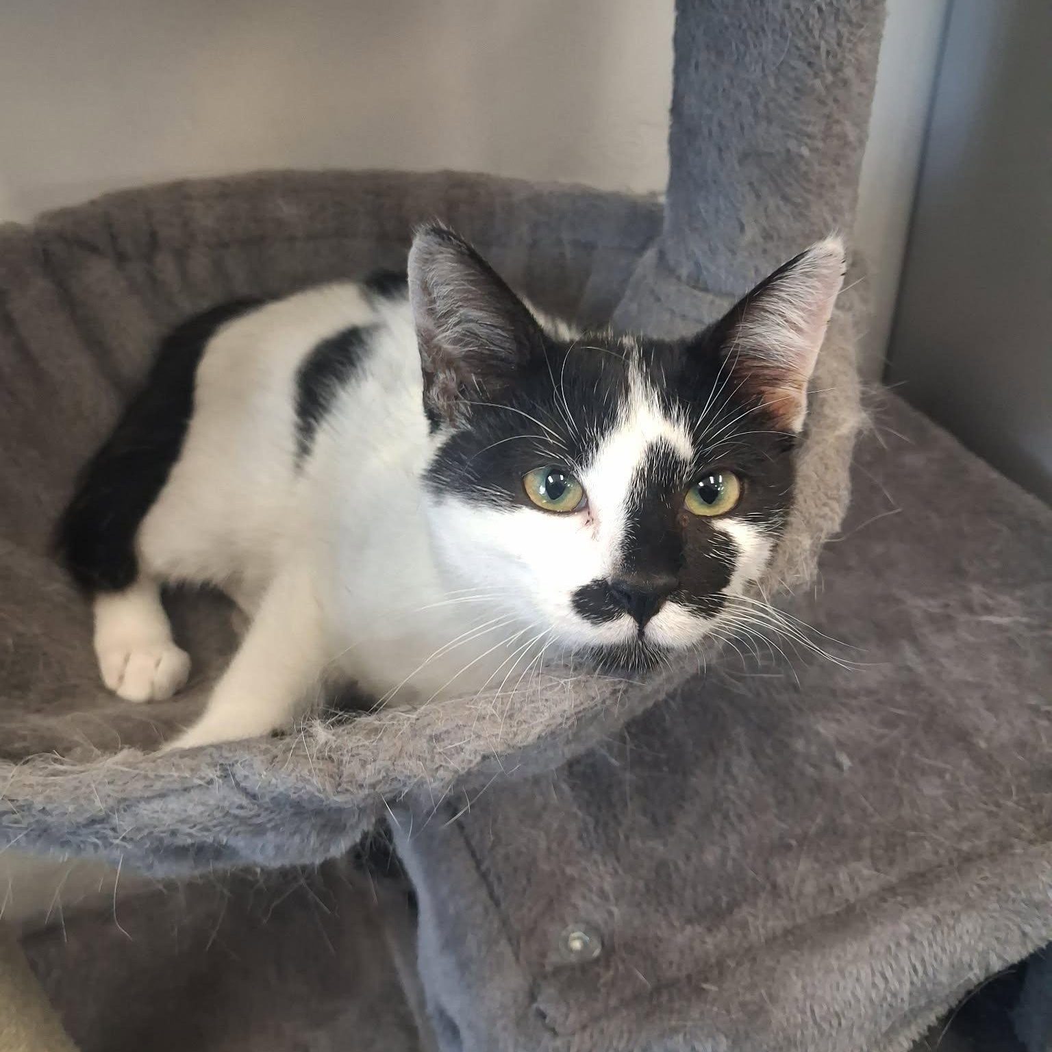 Enlarge Uhura, a ADOPTABLE Domestic Short Hair in Roosevelt, UT image 2/6