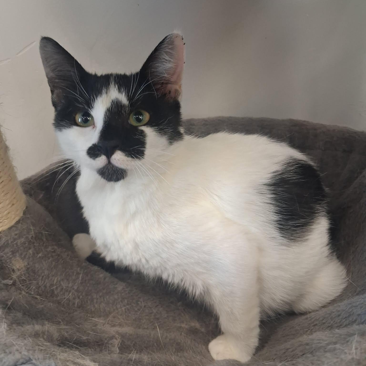 Enlarge Uhura, a ADOPTABLE Domestic Short Hair in Roosevelt, UT image 3/6
