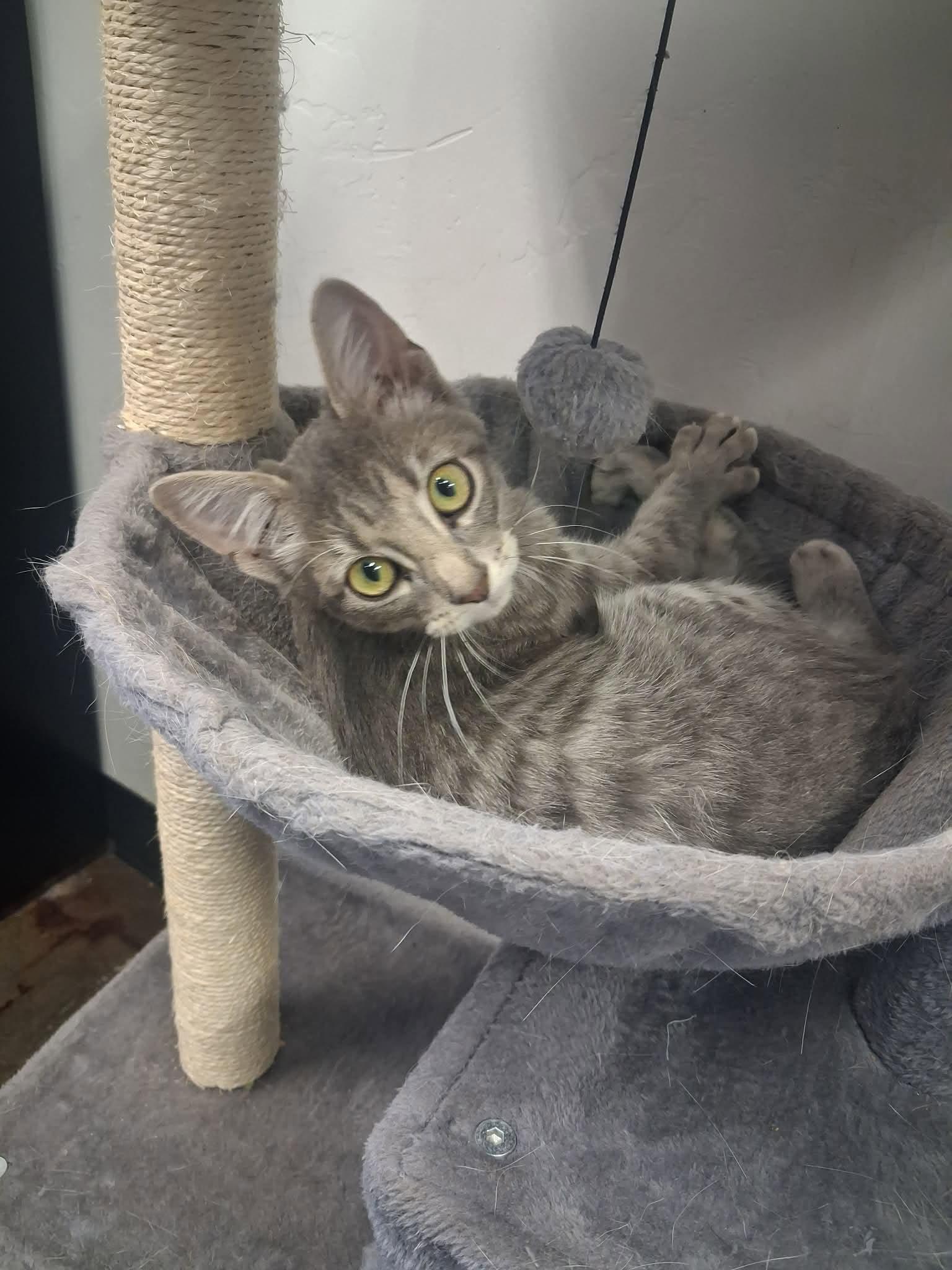 Enlarge Uhura, a ADOPTABLE Domestic Short Hair in Roosevelt, UT image 6/6