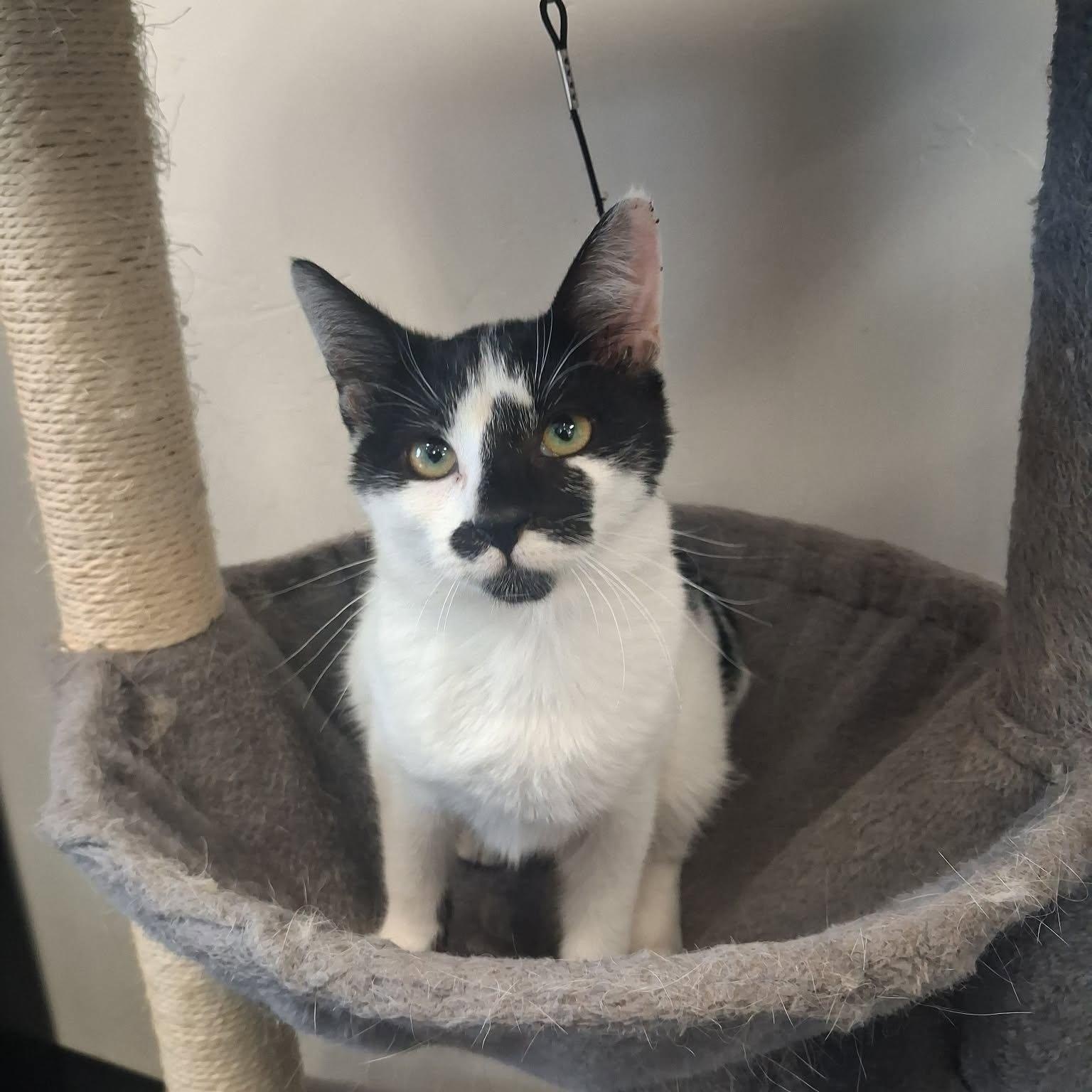 Enlarge Uhura, a ADOPTABLE Domestic Short Hair in Roosevelt, UT image 5/6