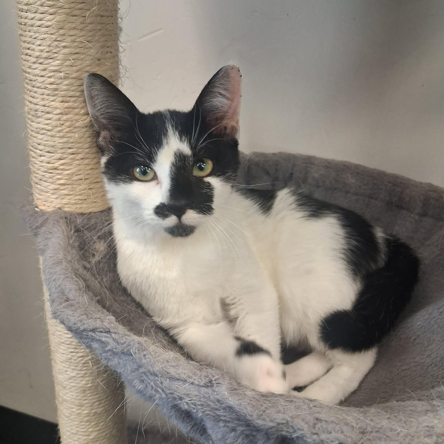 Enlarge Uhura, a ADOPTABLE Domestic Short Hair in Roosevelt, UT image 4/6