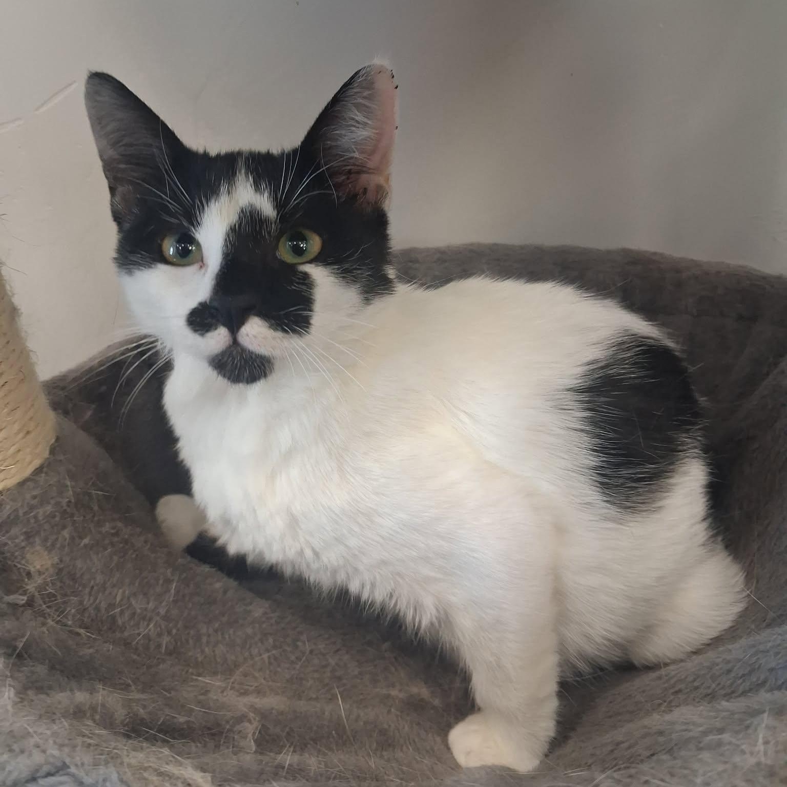 Enlarge Uhura, a ADOPTABLE Domestic Short Hair in Roosevelt, UT image 1/6
