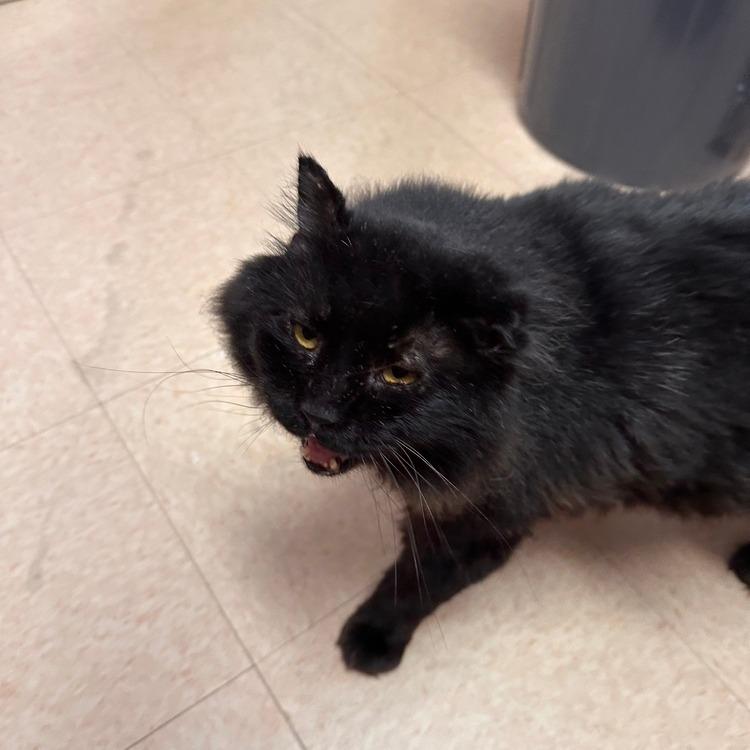 Enlarge Draco, a Adoptable Domestic Long Hair in Greensburg, PA image 1/1