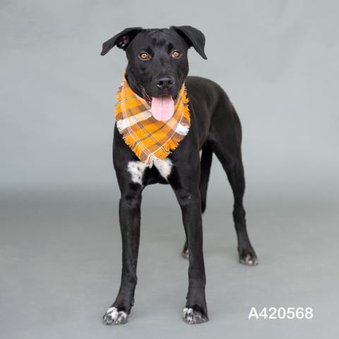 JEROME — thumbnail 3