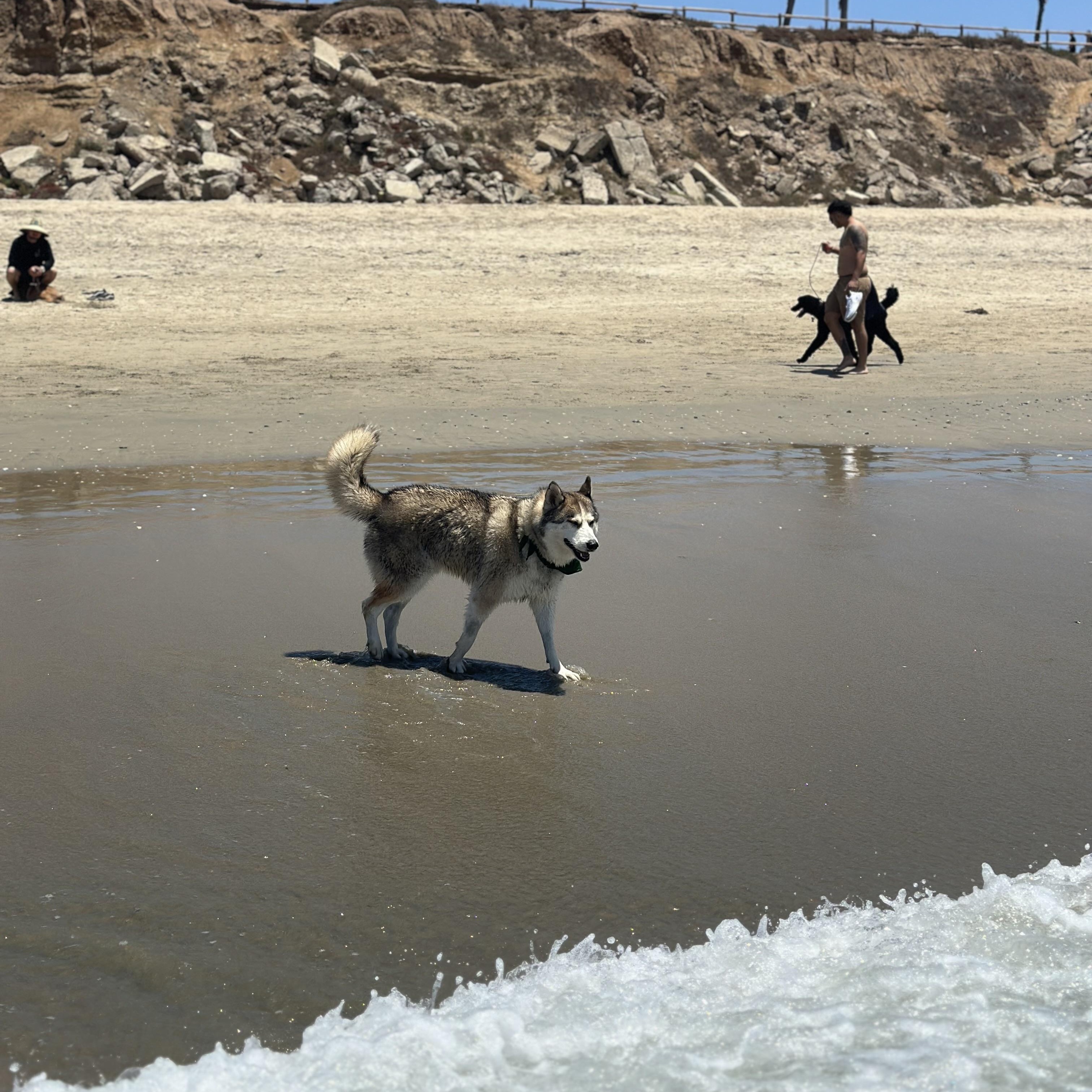 Shilo, a ADOPTABLE Siberian Husky in Thousand Oaks, CA image 6/6
