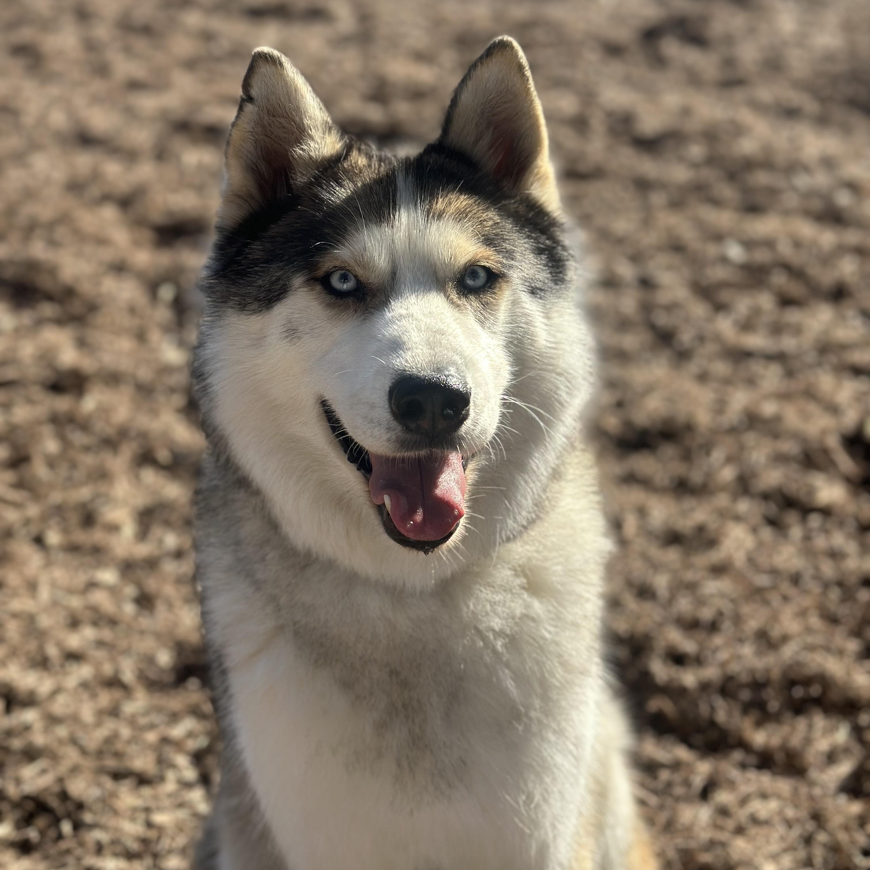 Shilo, a ADOPTABLE Siberian Husky in Thousand Oaks, CA image 3/6