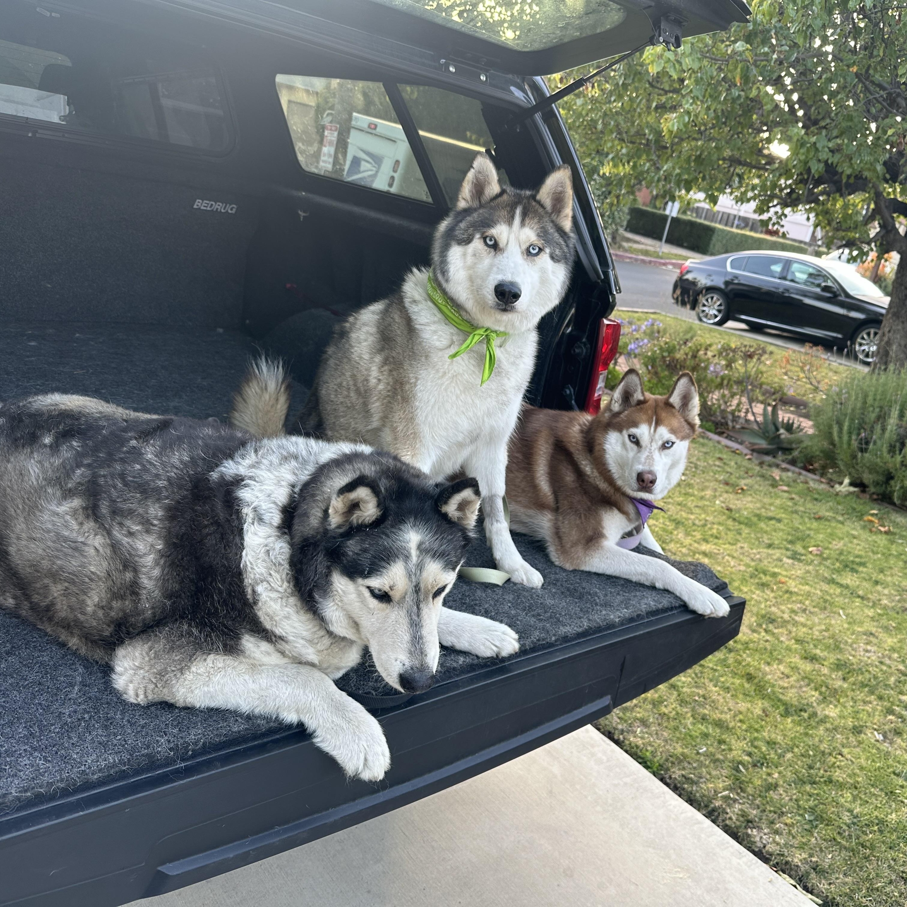 Shilo, a ADOPTABLE Siberian Husky in Thousand Oaks, CA image 2/6