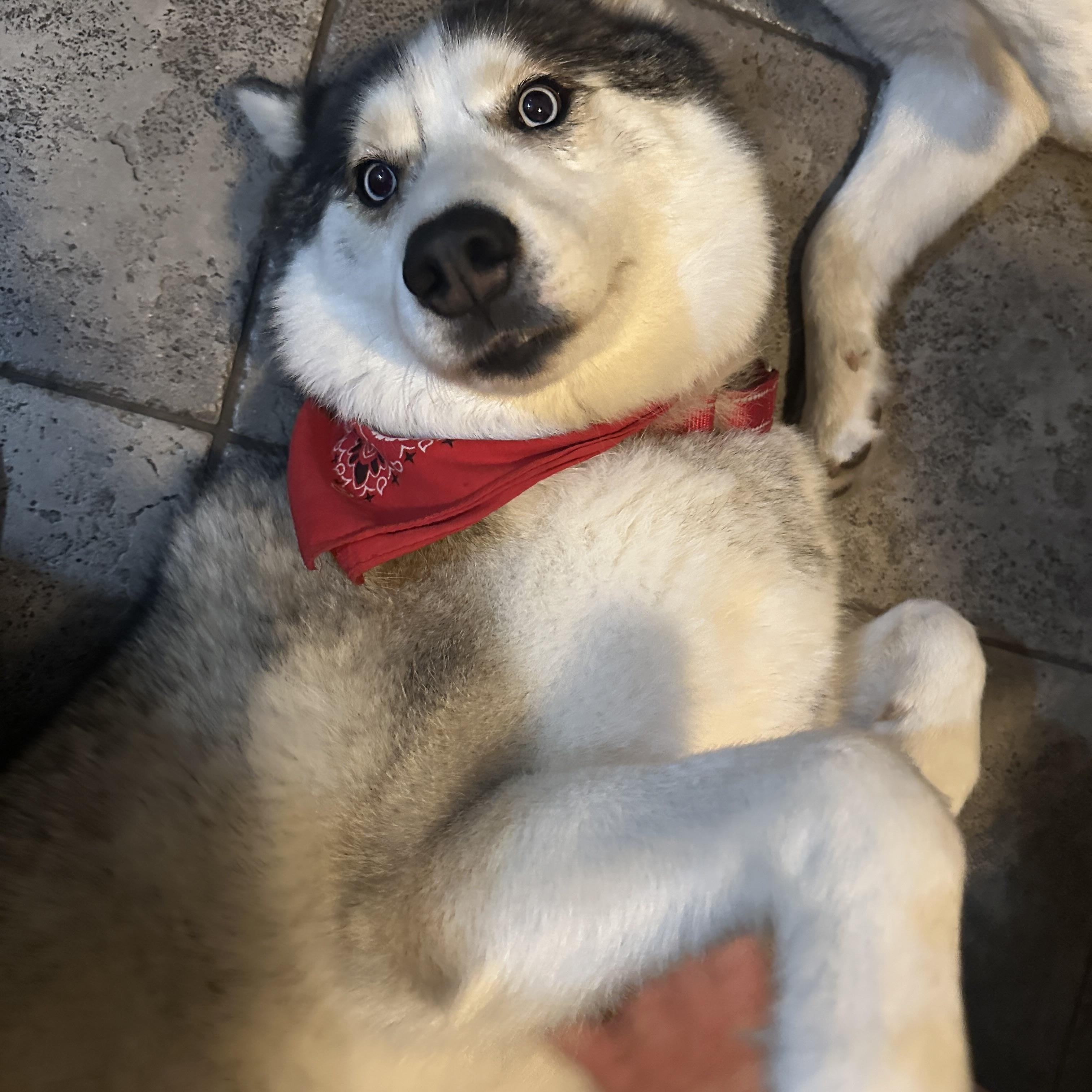 Shilo, a ADOPTABLE Siberian Husky in Thousand Oaks, CA image 5/6