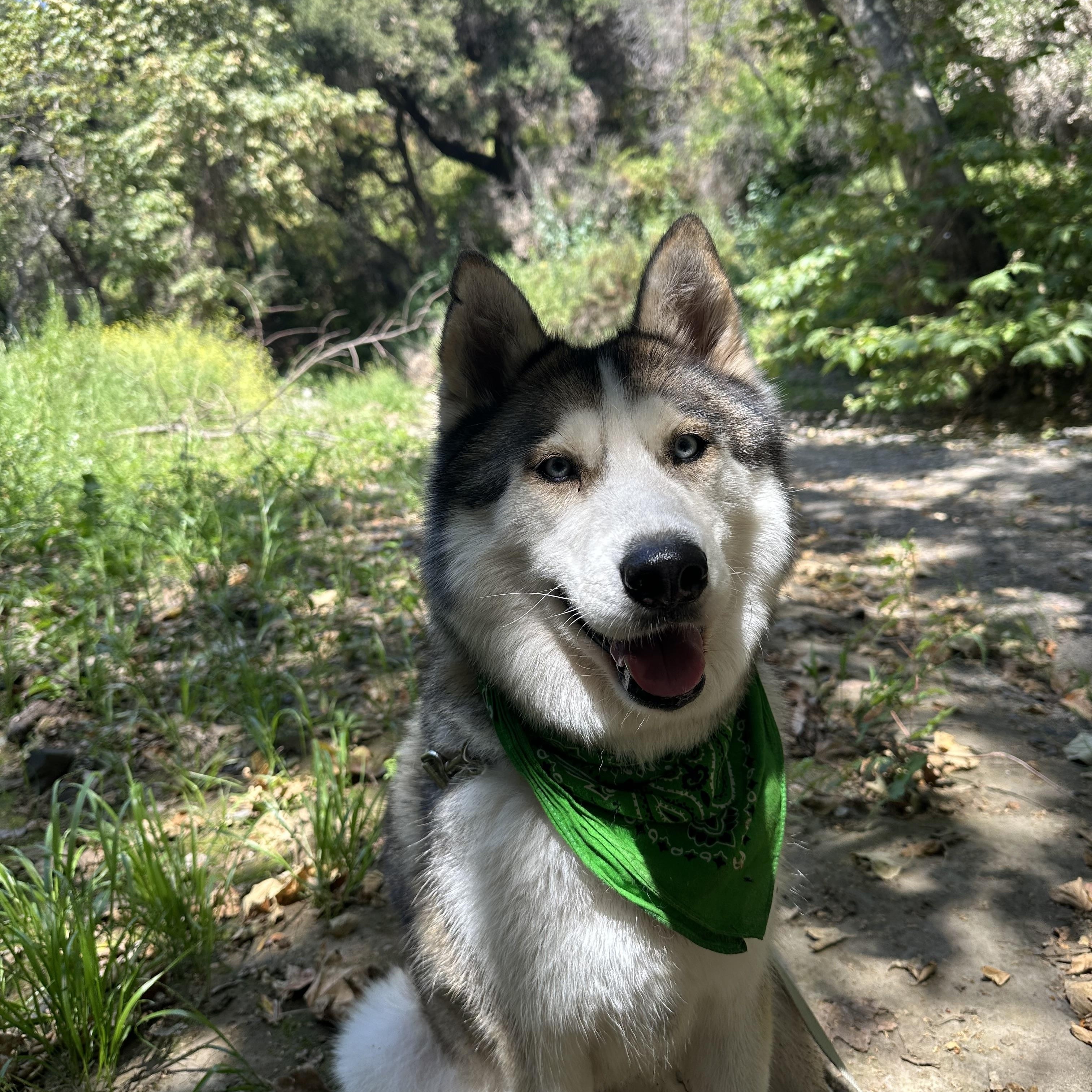 Shilo, ADOPTABLE, Young Male Siberian Husky.