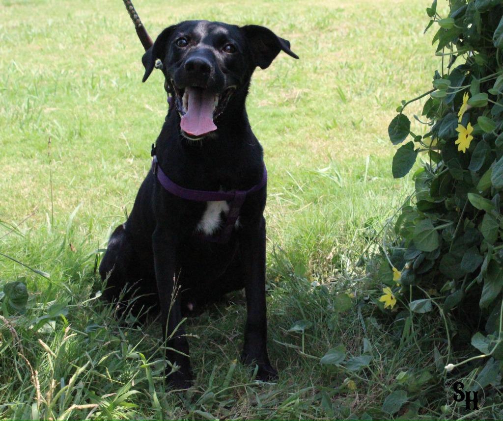 Mr Squiggle Butt, Adoptable, Young Male Black Labrador Retriever & Mixed Breed.