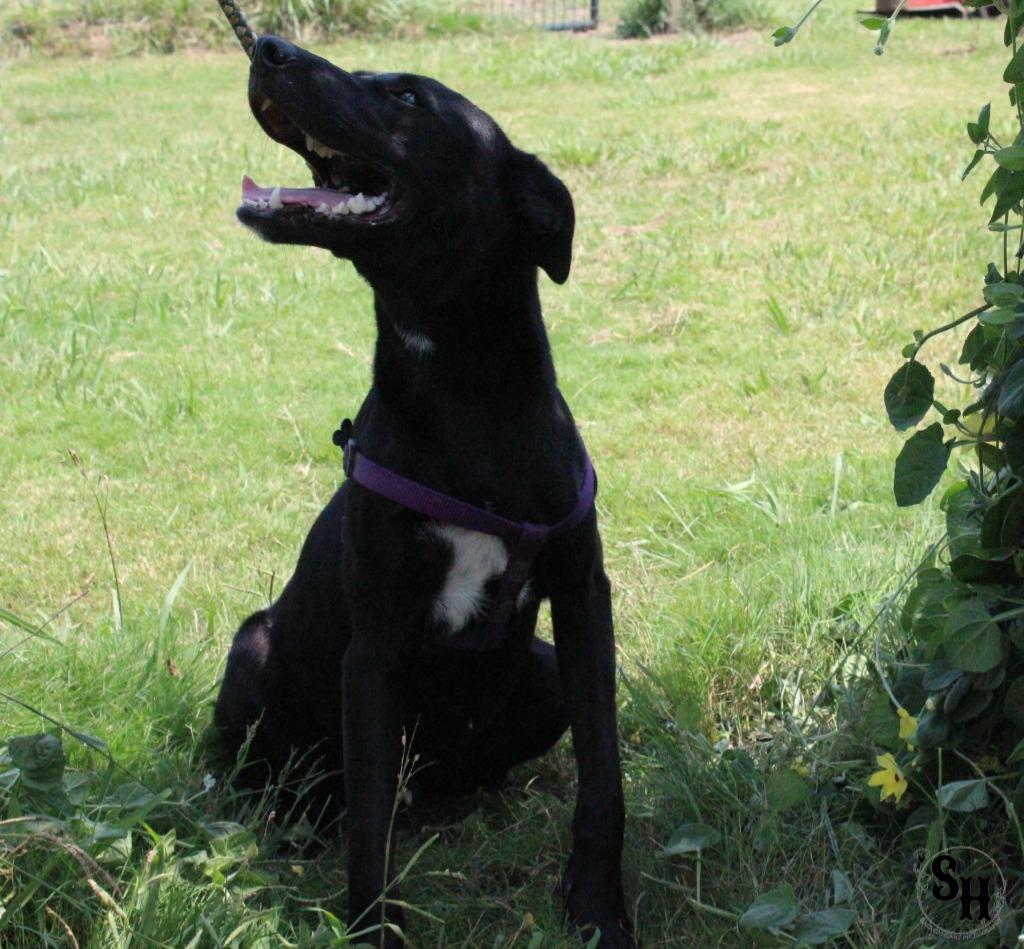 Enlarge Mr Squiggle Butt, a Adoptable mixed breed in Kemp, TX image 3/6