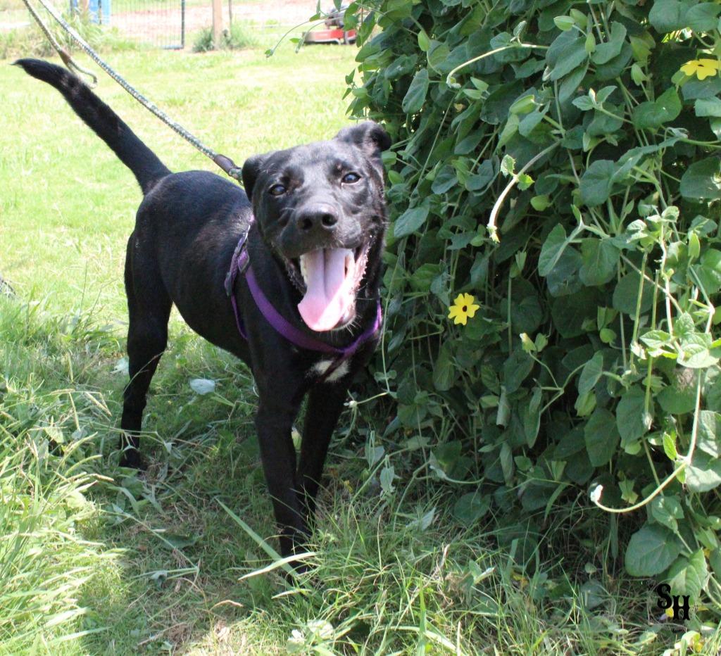 Enlarge Mr Squiggle Butt, a Adoptable mixed breed in Kemp, TX image 4/6
