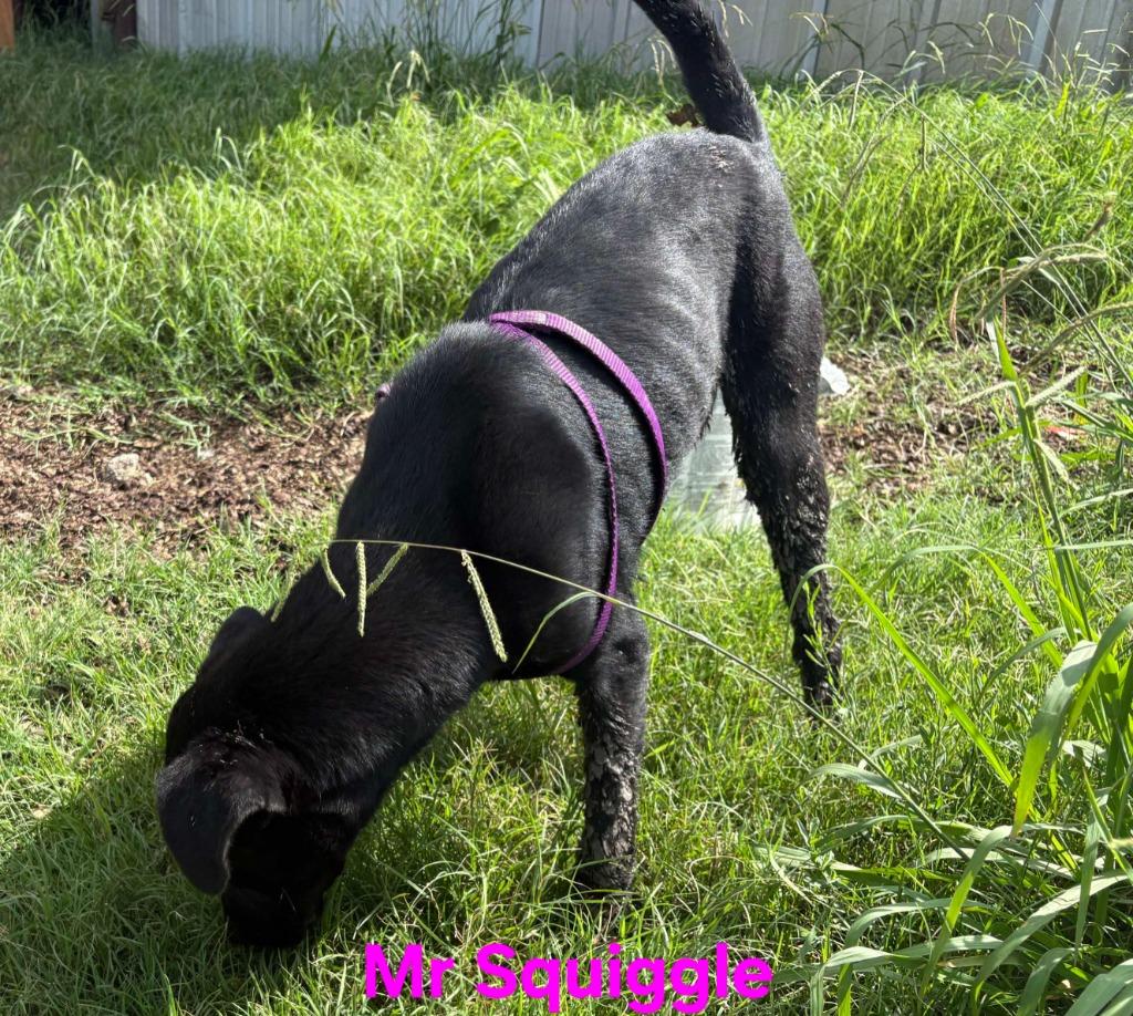 Enlarge Mr Squiggle Butt, a Adoptable mixed breed in Kemp, TX image 5/6