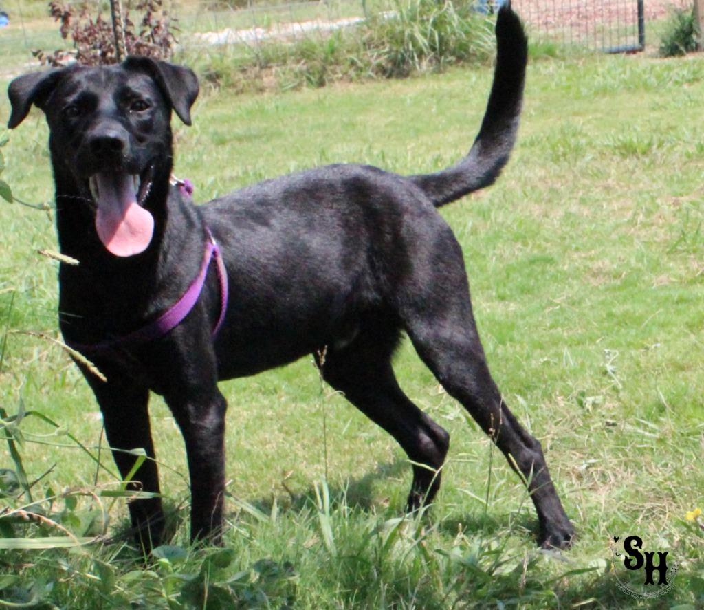 Enlarge Mr Squiggle Butt, a Adoptable mixed breed in Kemp, TX image 5/6