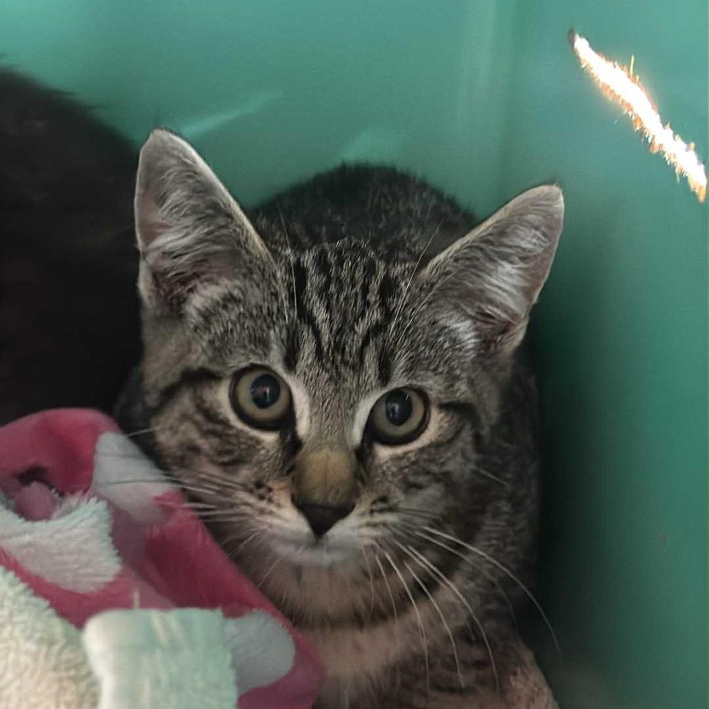 Coral, Adoptable, Young Female Domestic Short Hair.