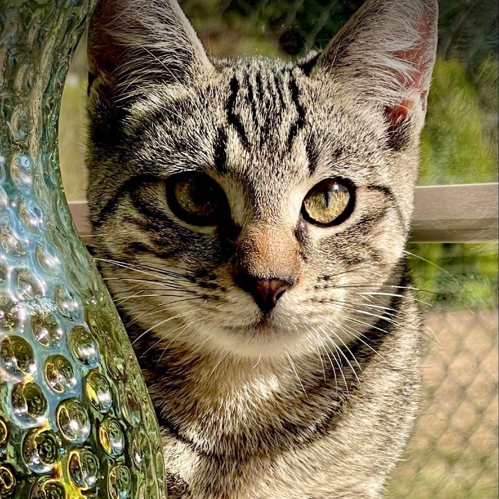 Enlarge Coral, a Adoptable Domestic Short Hair in Ferndale, WA image 2/2