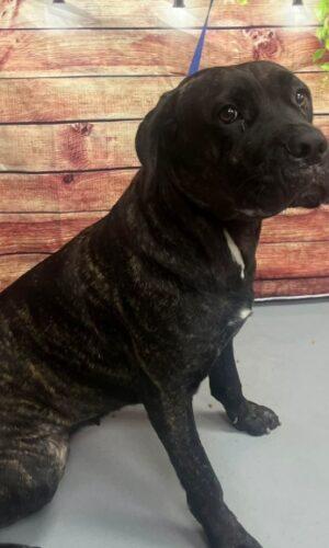 AC-5370 "Jessica", Adopted, Adult Female Mastiff.