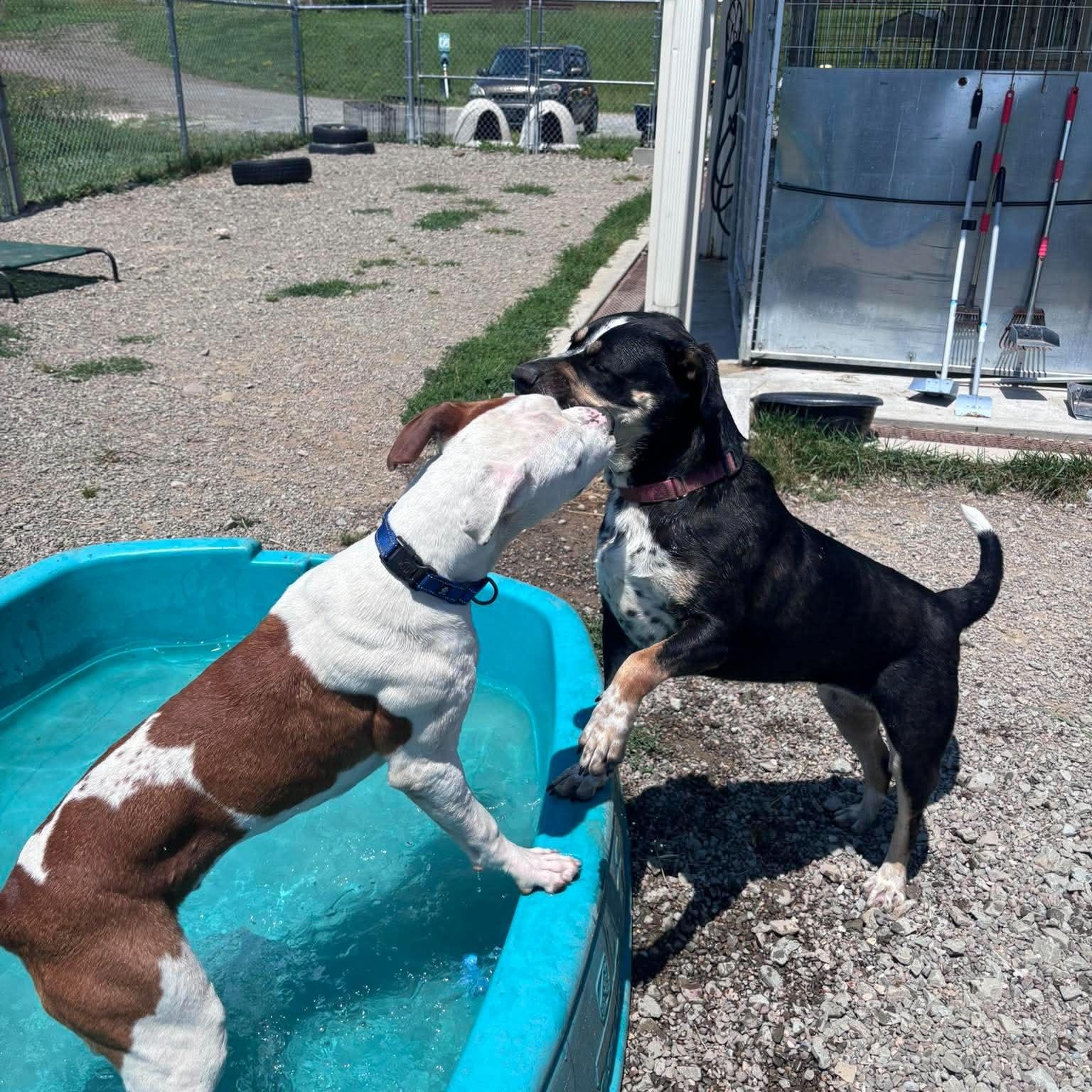 Brock, a ADOPTABLE mixed breed in Tioga, PA image 6/6