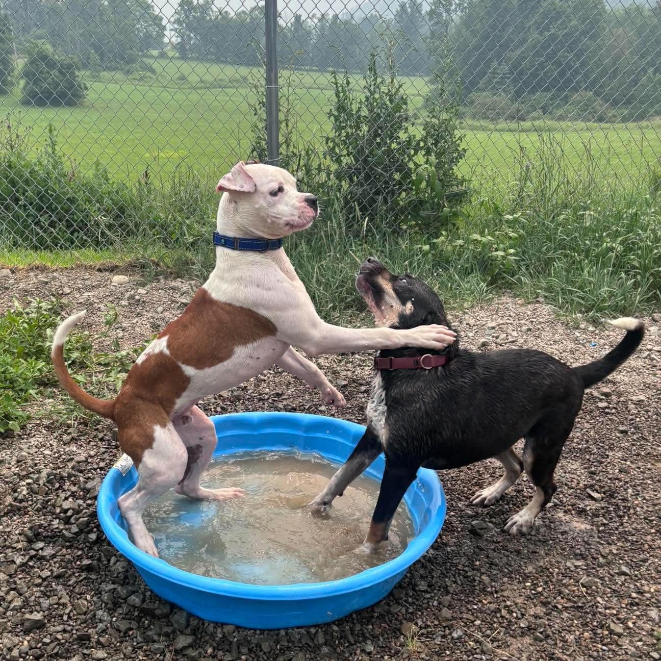 Brock, a ADOPTABLE mixed breed in Tioga, PA image 5/6