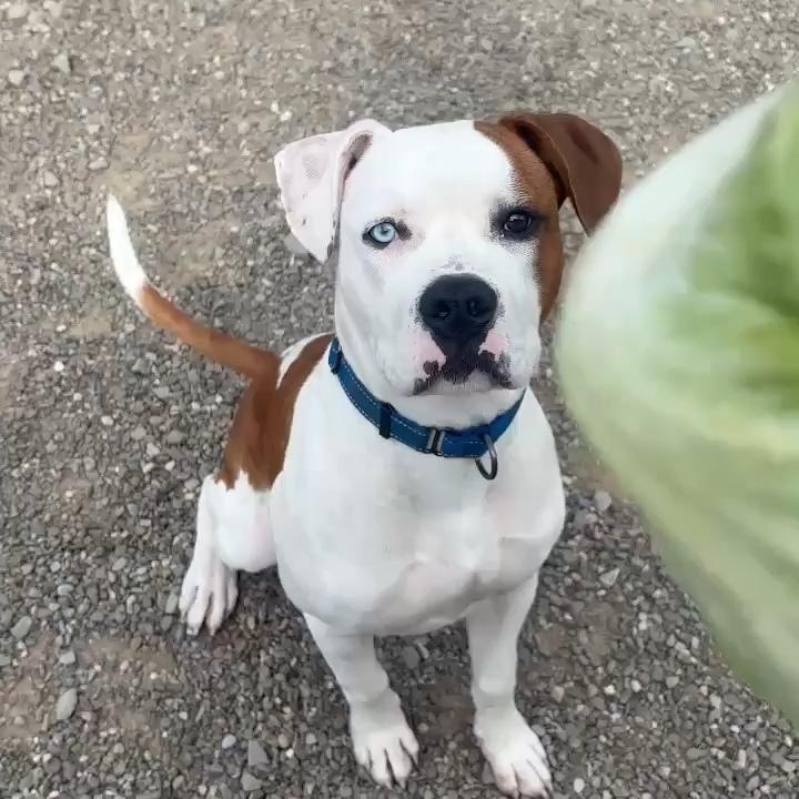 Brock, a ADOPTABLE mixed breed in Tioga, PA image 3/6