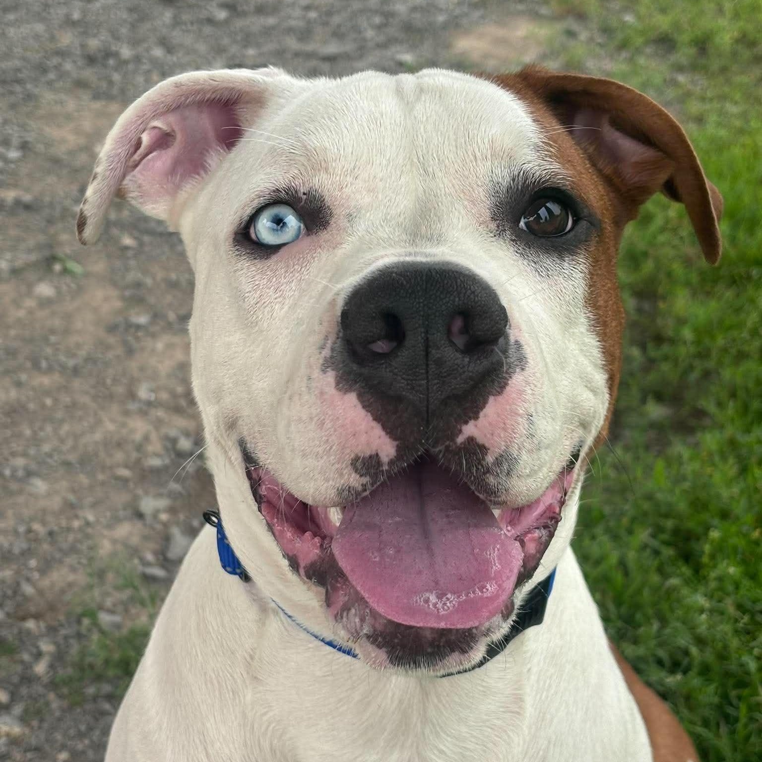 Brock, a ADOPTABLE mixed breed in Tioga, PA image 1/6