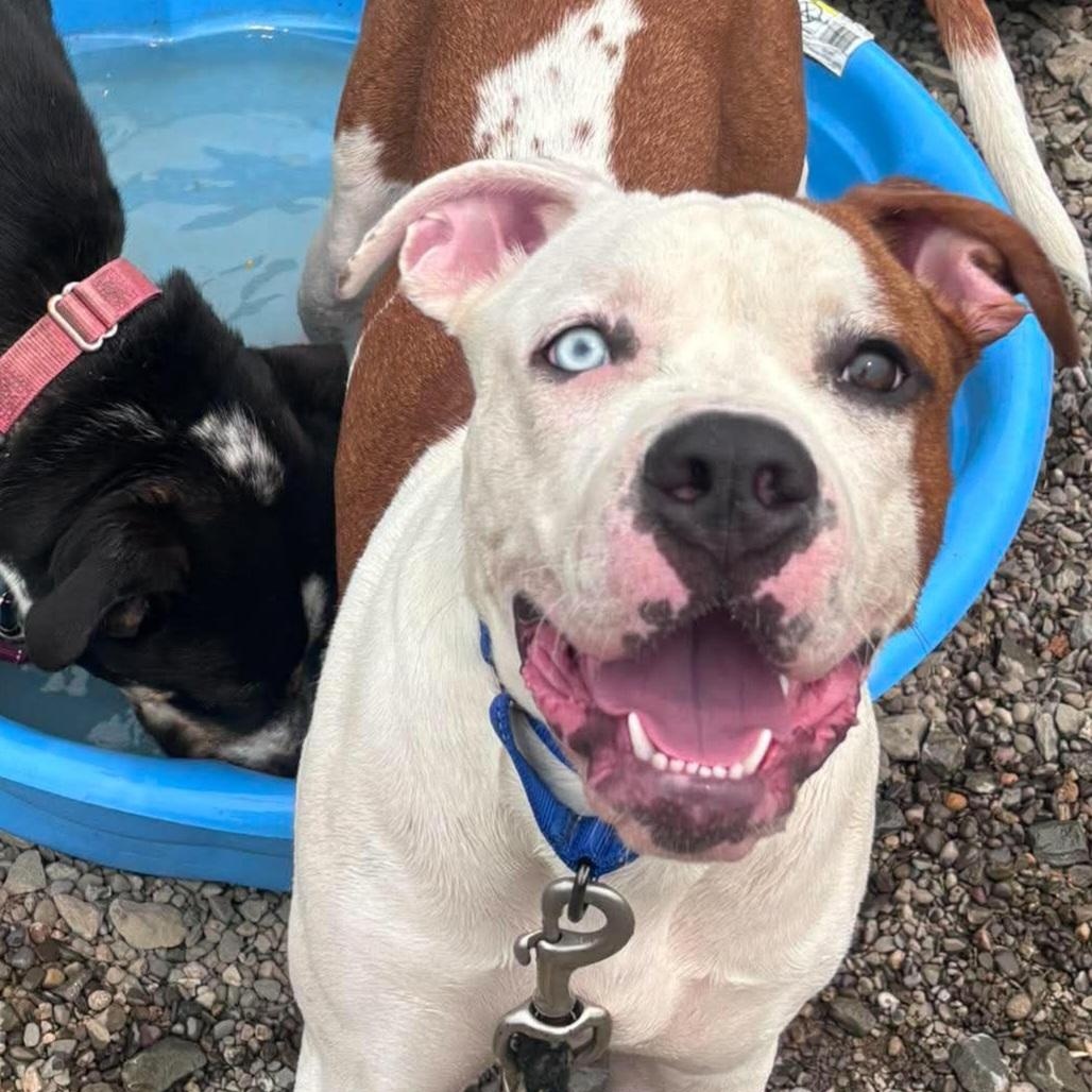 Brock, a ADOPTABLE mixed breed in Tioga, PA image 2/6