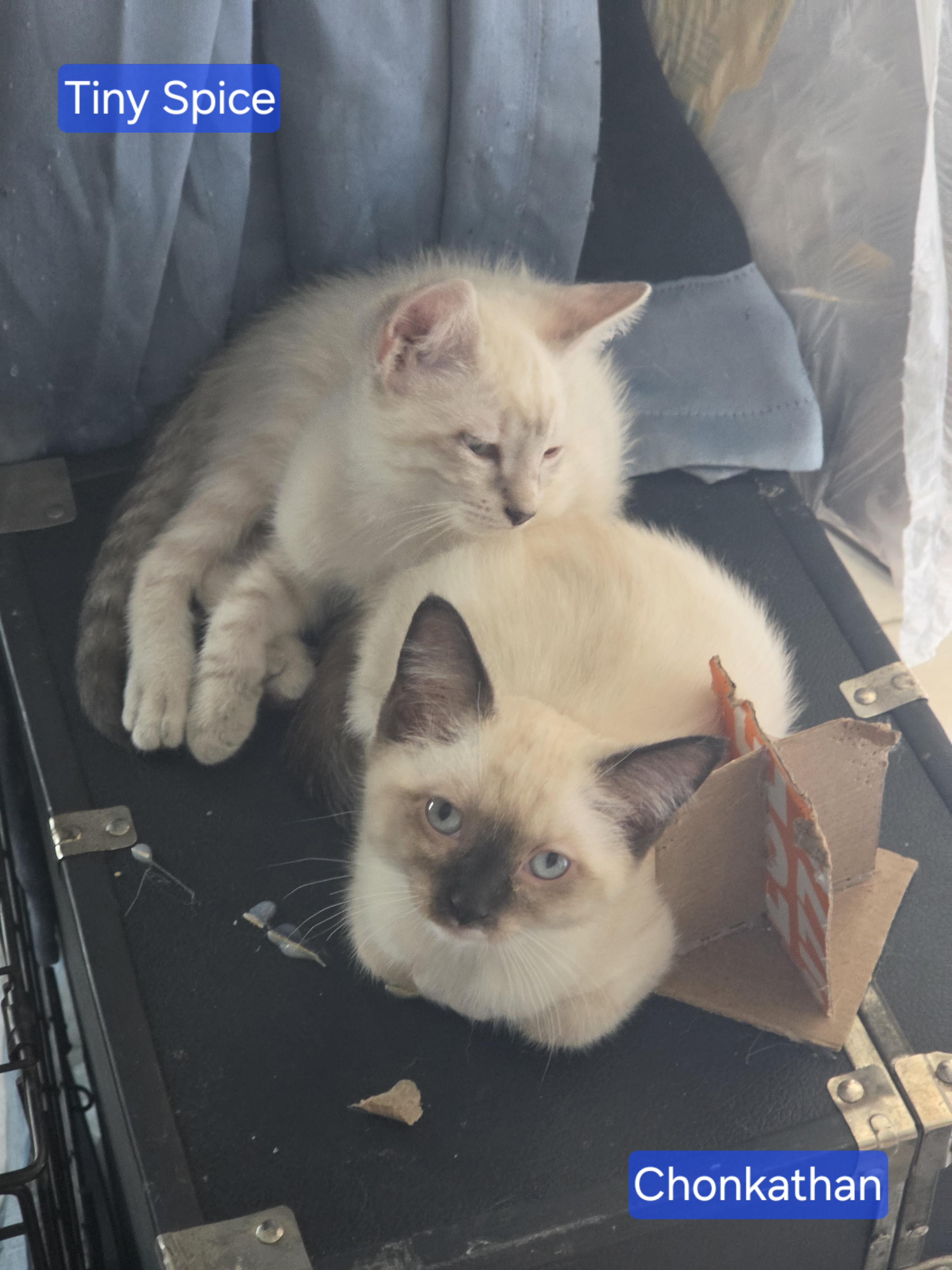 Chonkathan FFC00314, adopted, Kitten Female Siamese & Domestic Short Hair.
