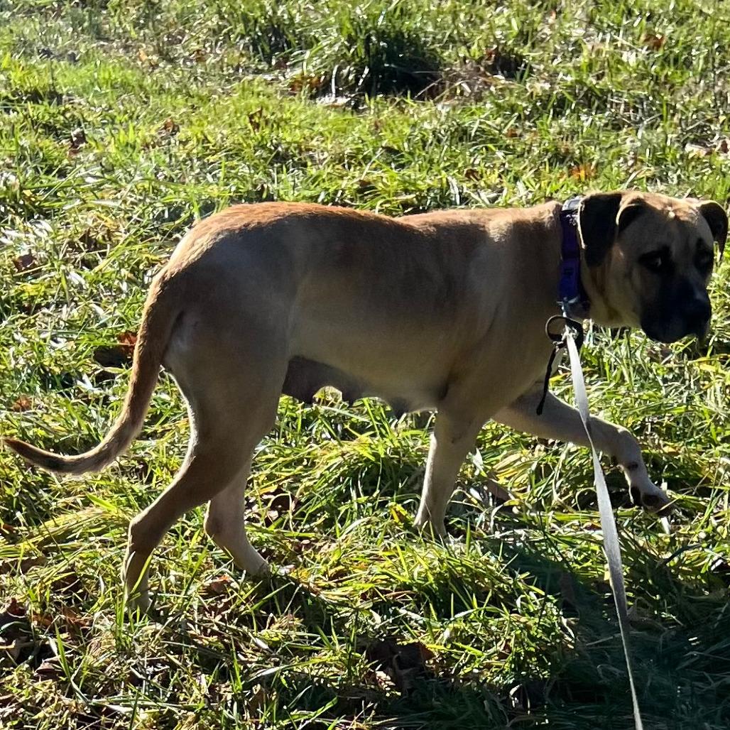 Gemma, Adoptable, Adult Female Mastiff.