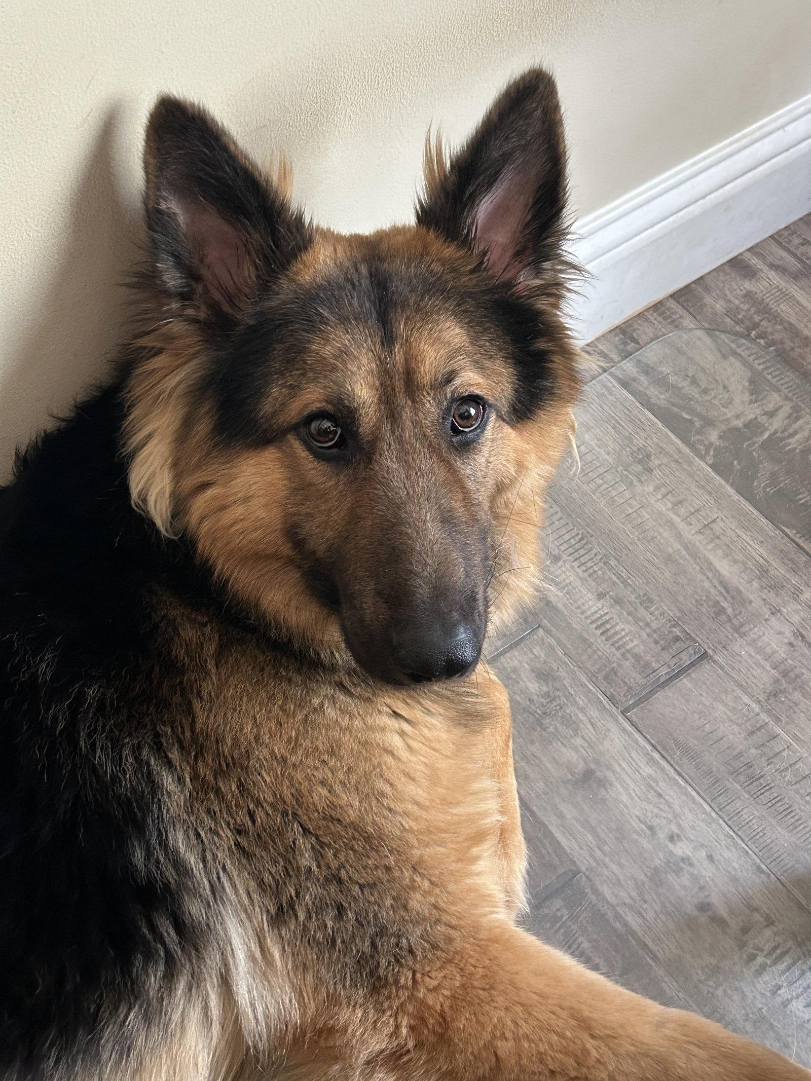 Enlarge Ozzy, a Adopted German Shepherd Dog in Barnhart, MO image 2/3