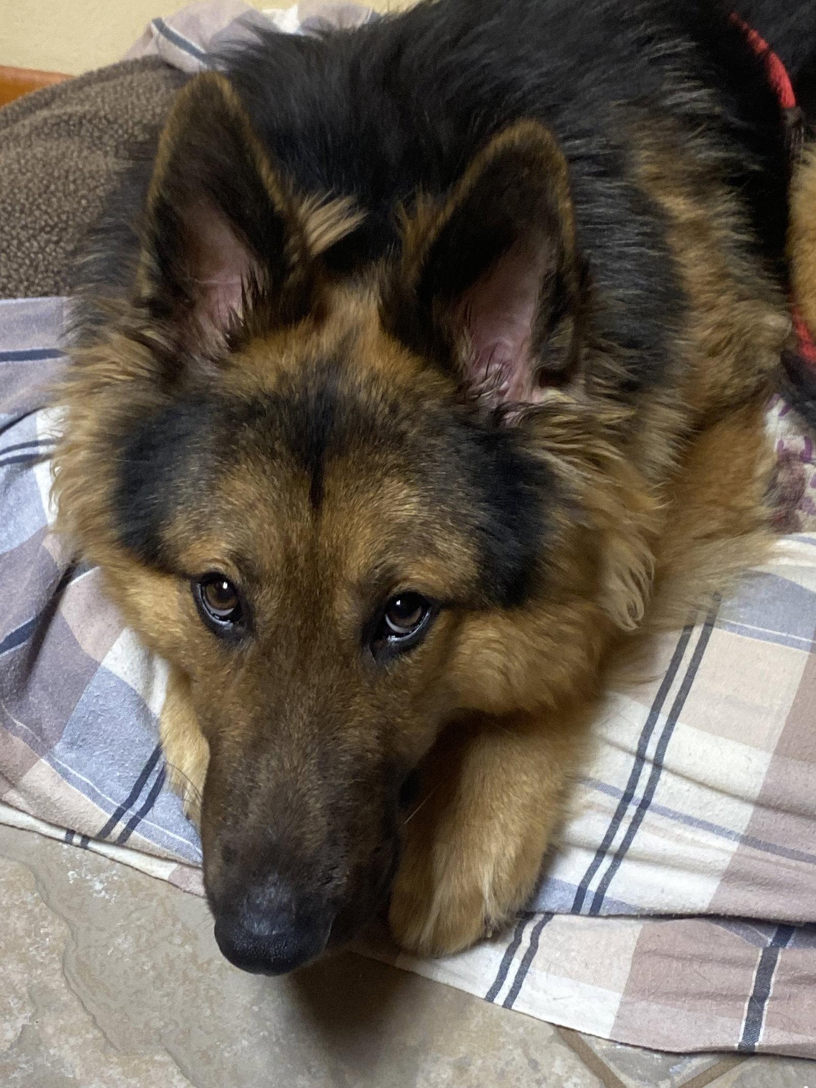 Enlarge Ozzy, a Adopted German Shepherd Dog in Barnhart, MO image 3/3