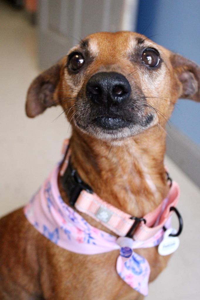 Peaches, Adoptable, Adult Female Terrier.