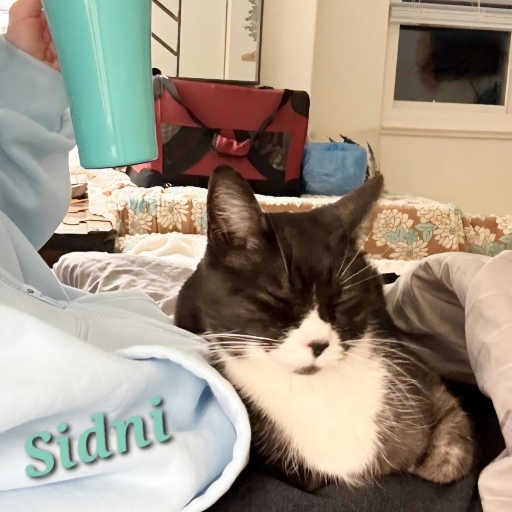 Sidni, Adoptable, Senior Female Domestic Short Hair & Domestic Short Hair.