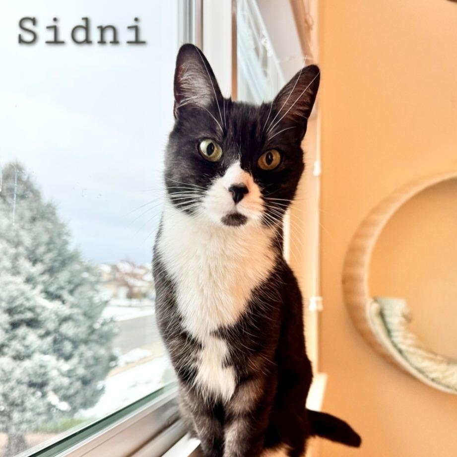 Enlarge Sidni, a Adoptable mixed breed in Layton, UT image 2/3