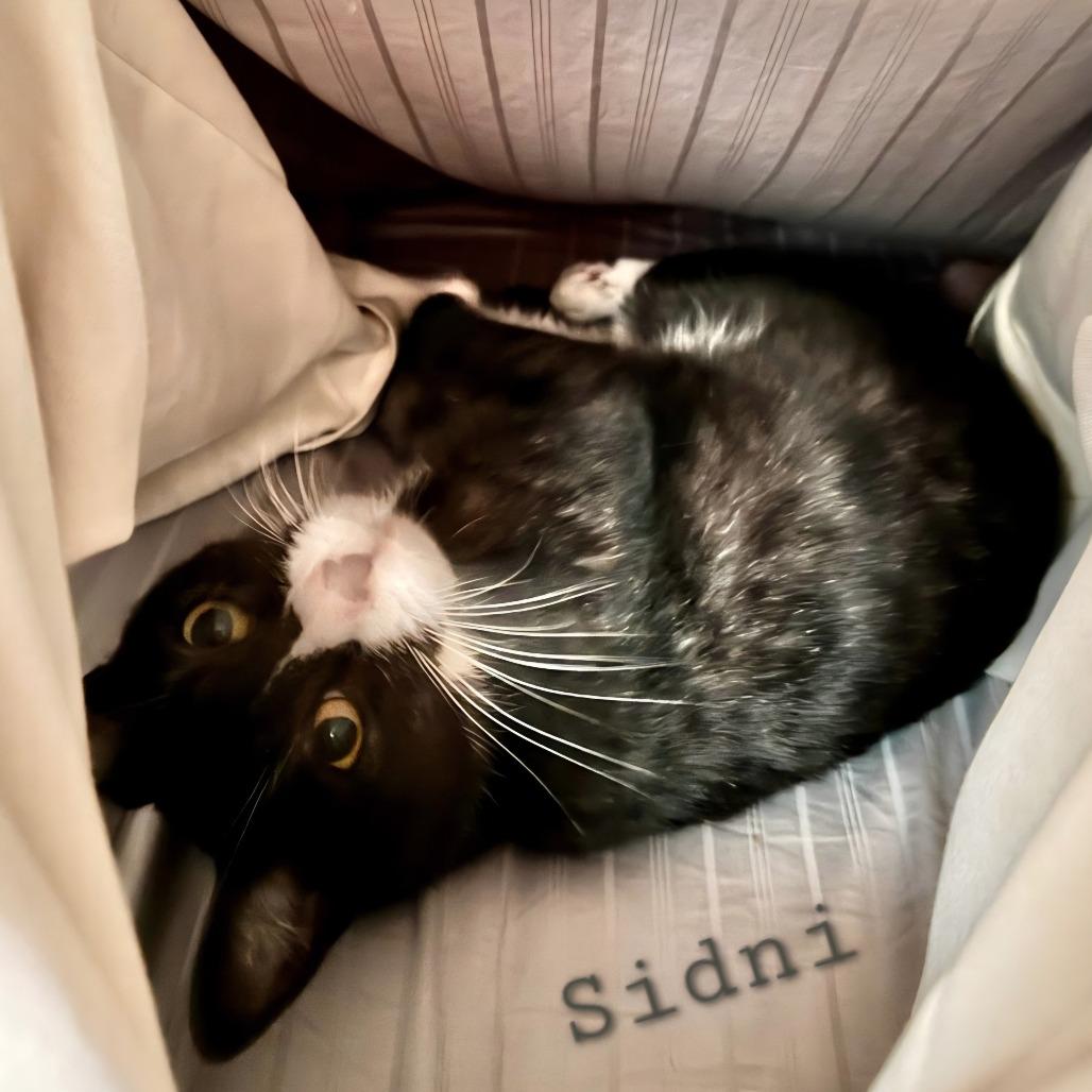 Enlarge Sidni, a Adoptable mixed breed in Layton, UT image 3/3