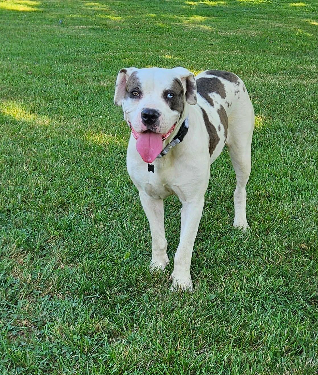 Beverly, a ADOPTABLE mixed breed in China Township, MI image 2/6