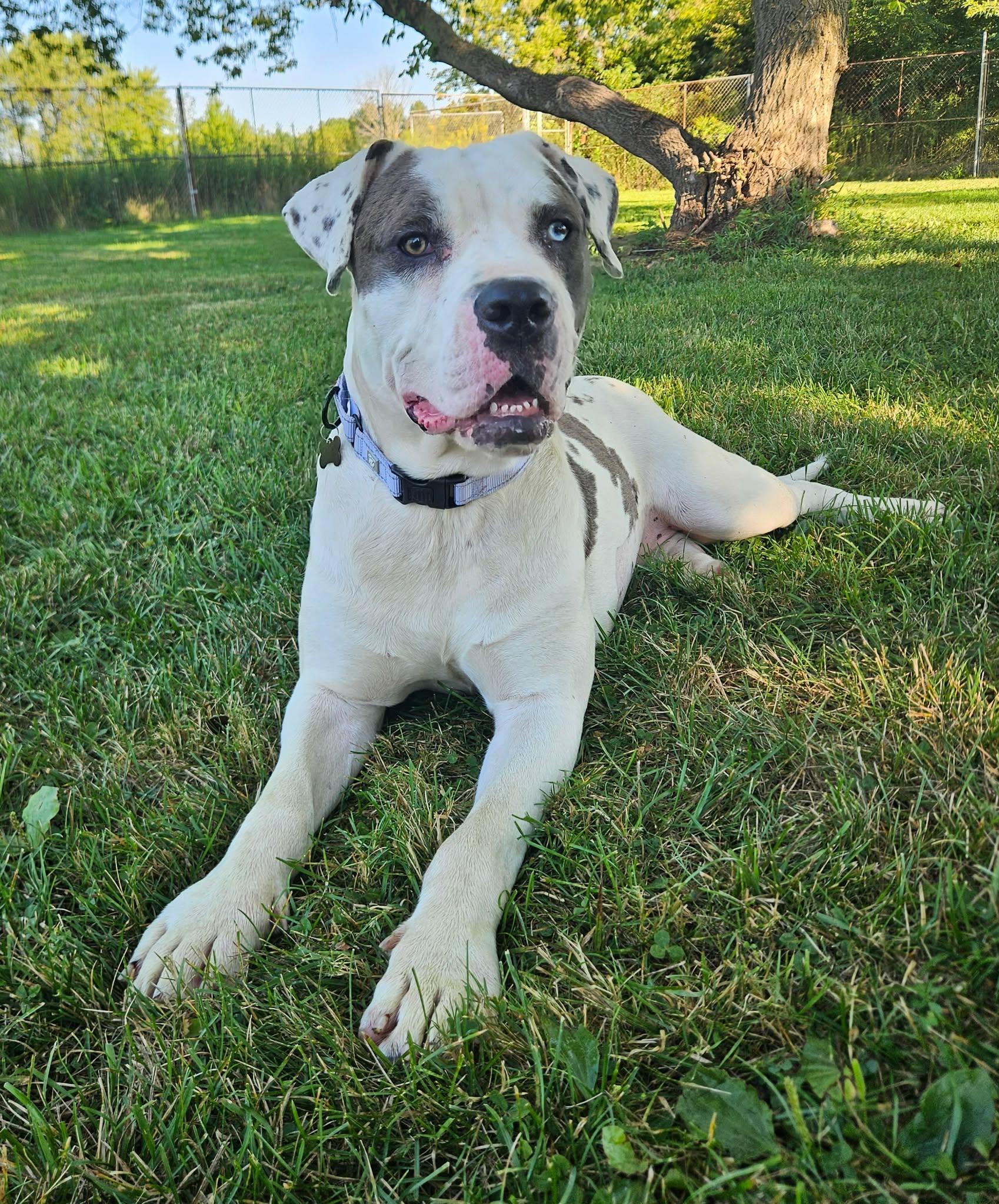 Beverly, a ADOPTABLE mixed breed in China Township, MI image 4/6