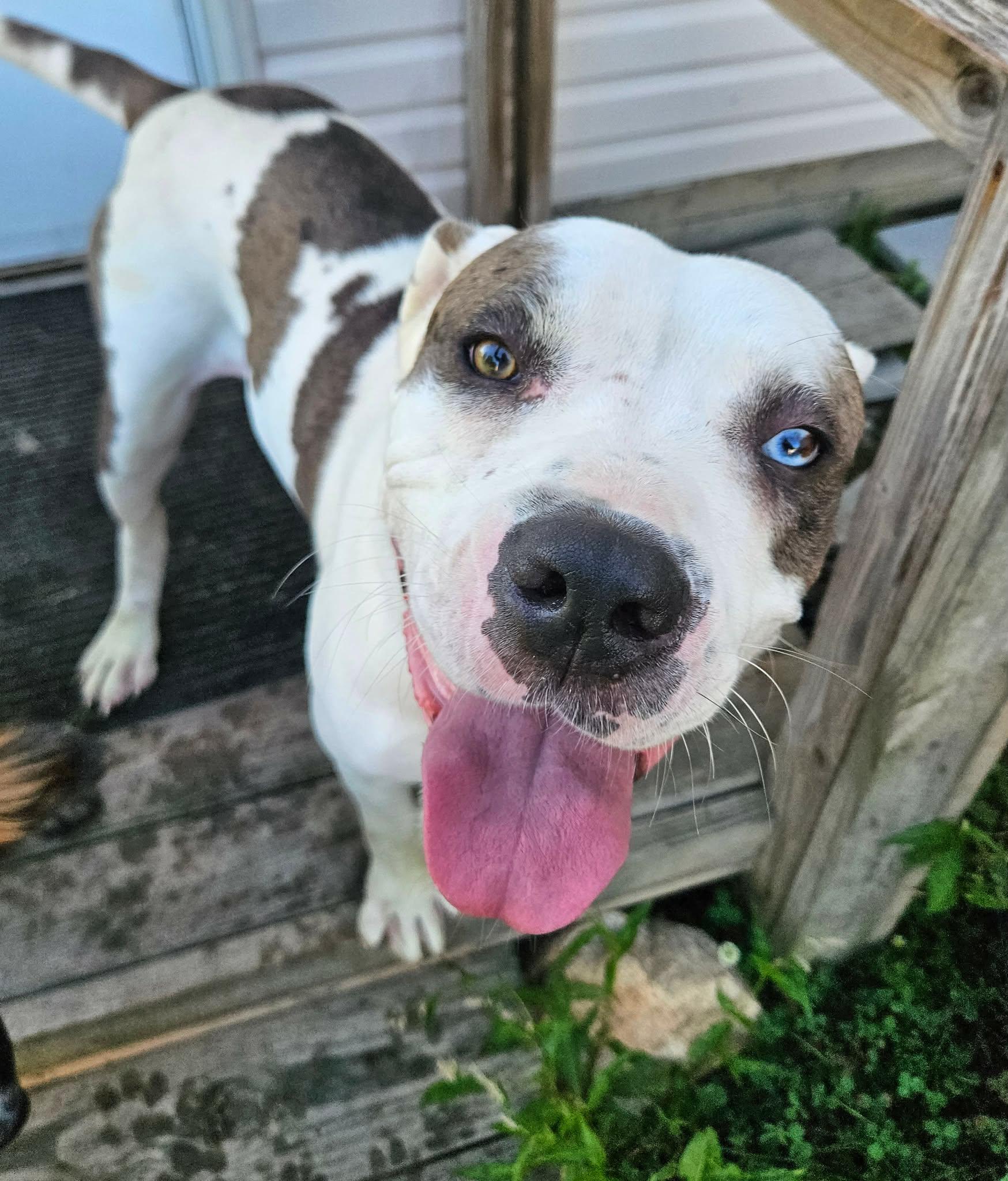 Beverly, ADOPTABLE, Young Female Mastiff.