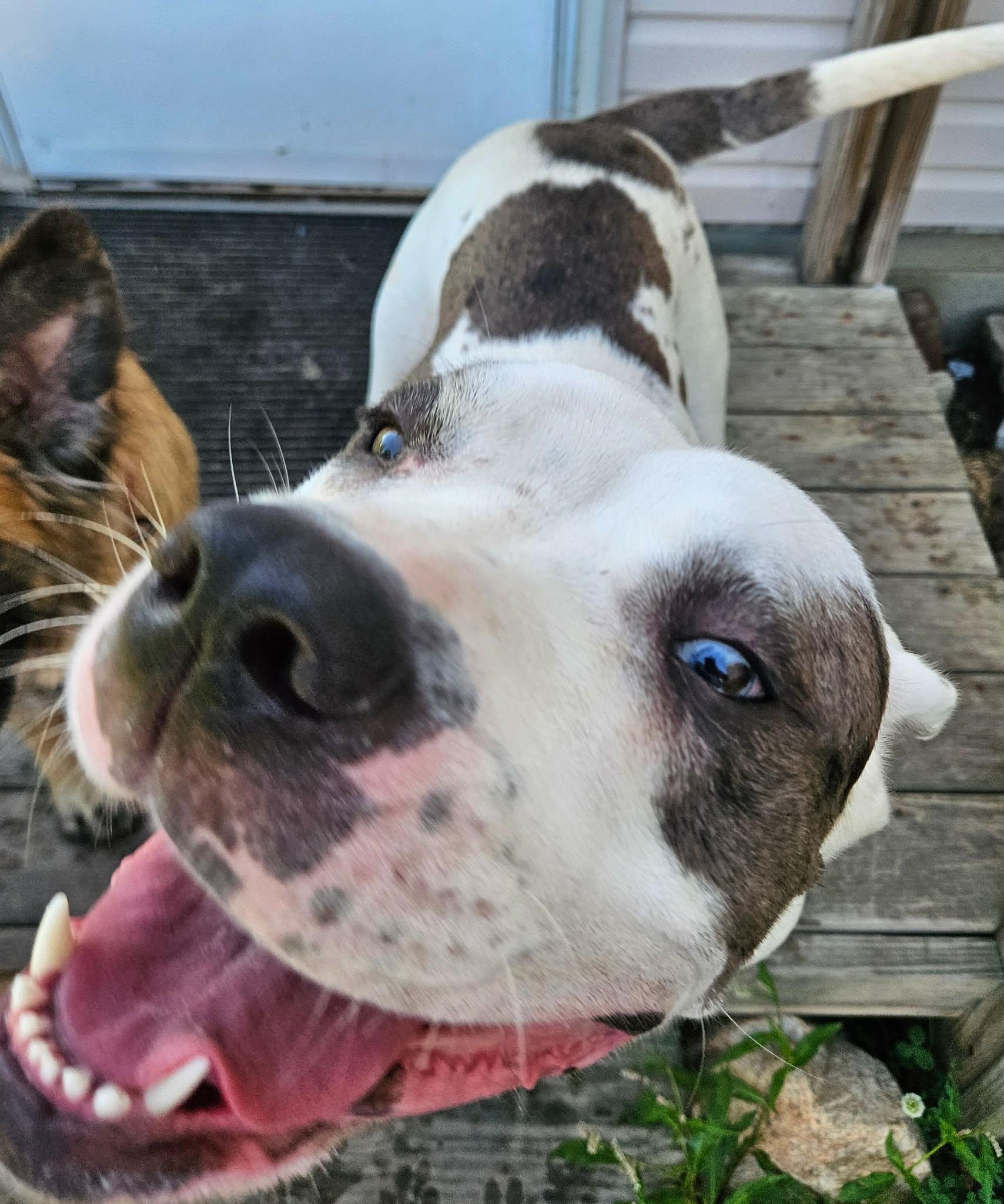 Beverly, a ADOPTABLE mixed breed in China Township, MI image 3/6
