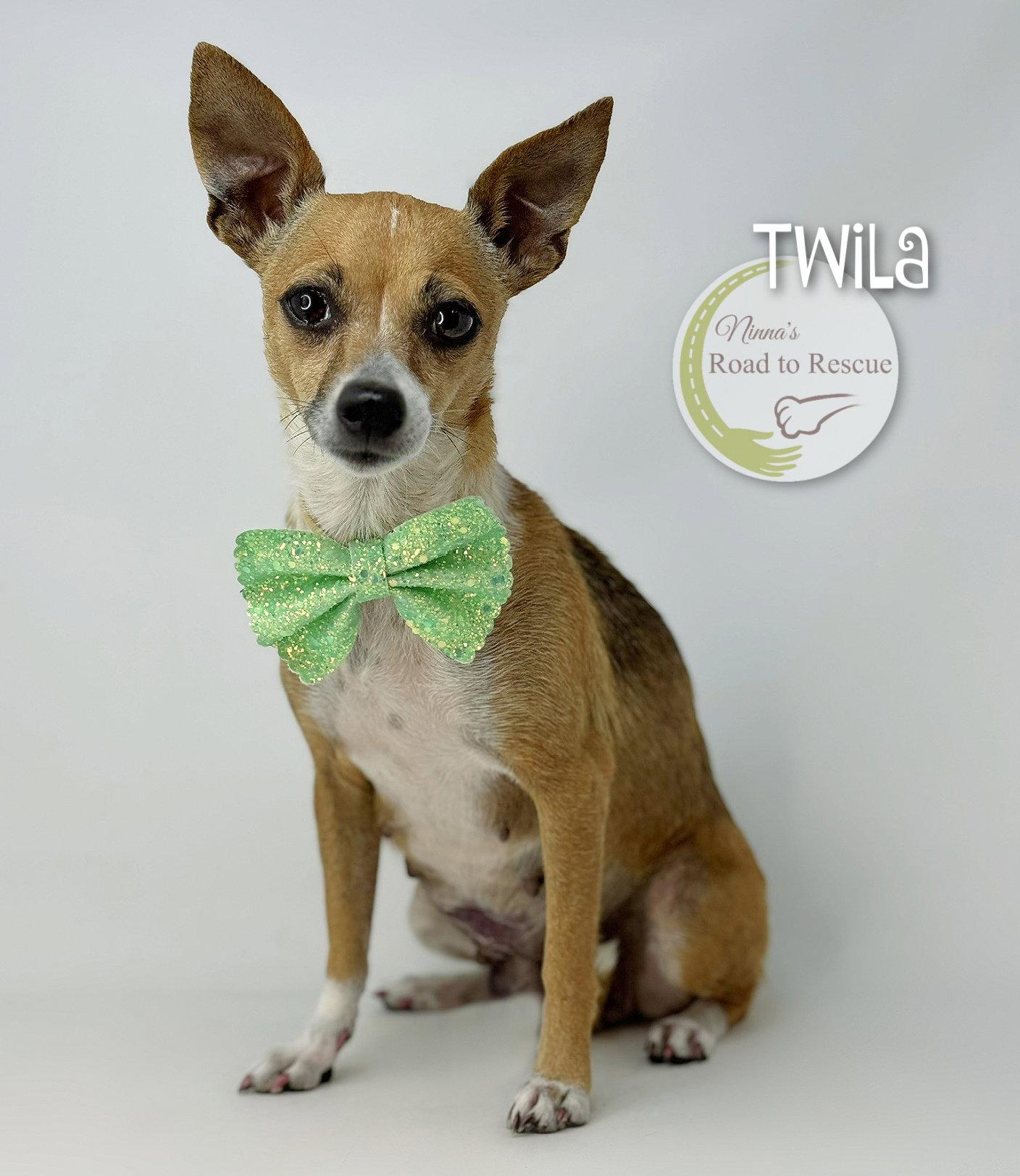 Twila, a Adoptable Chihuahua in Benton, LA image 1/2
