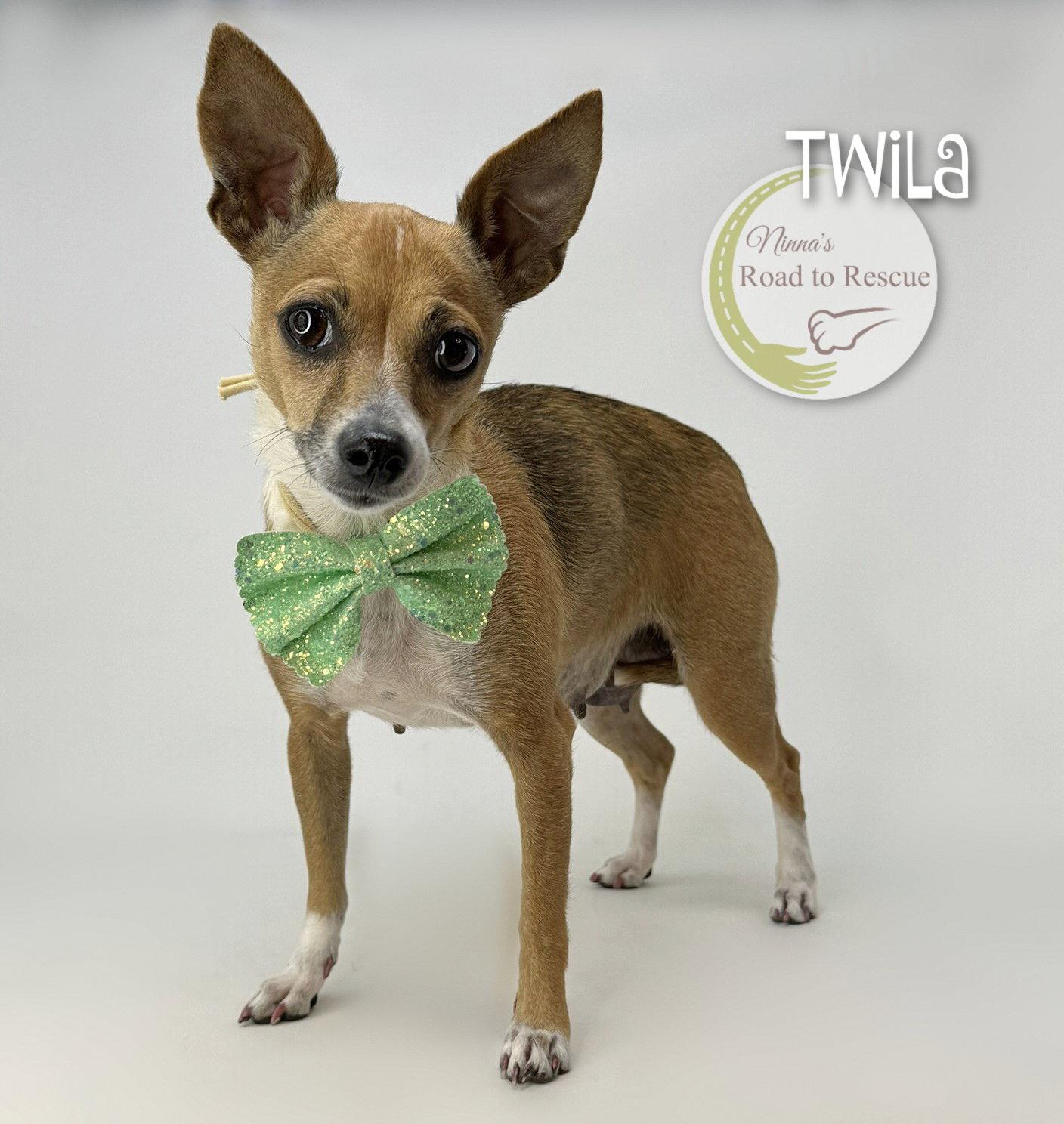 Twila, a Adoptable Chihuahua in Benton, LA image 2/2