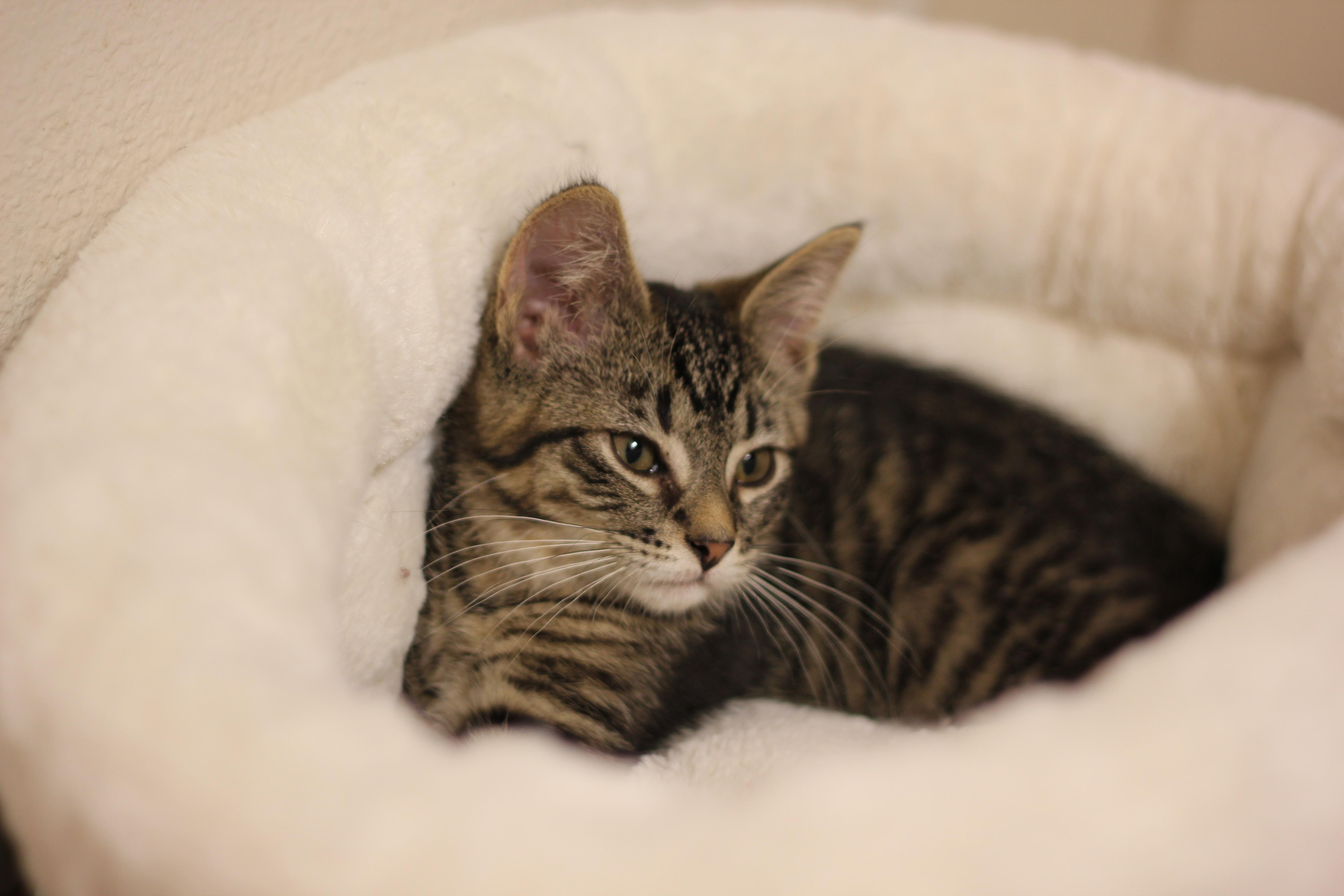 Jane, Adopted, Adult Female Domestic Short Hair.