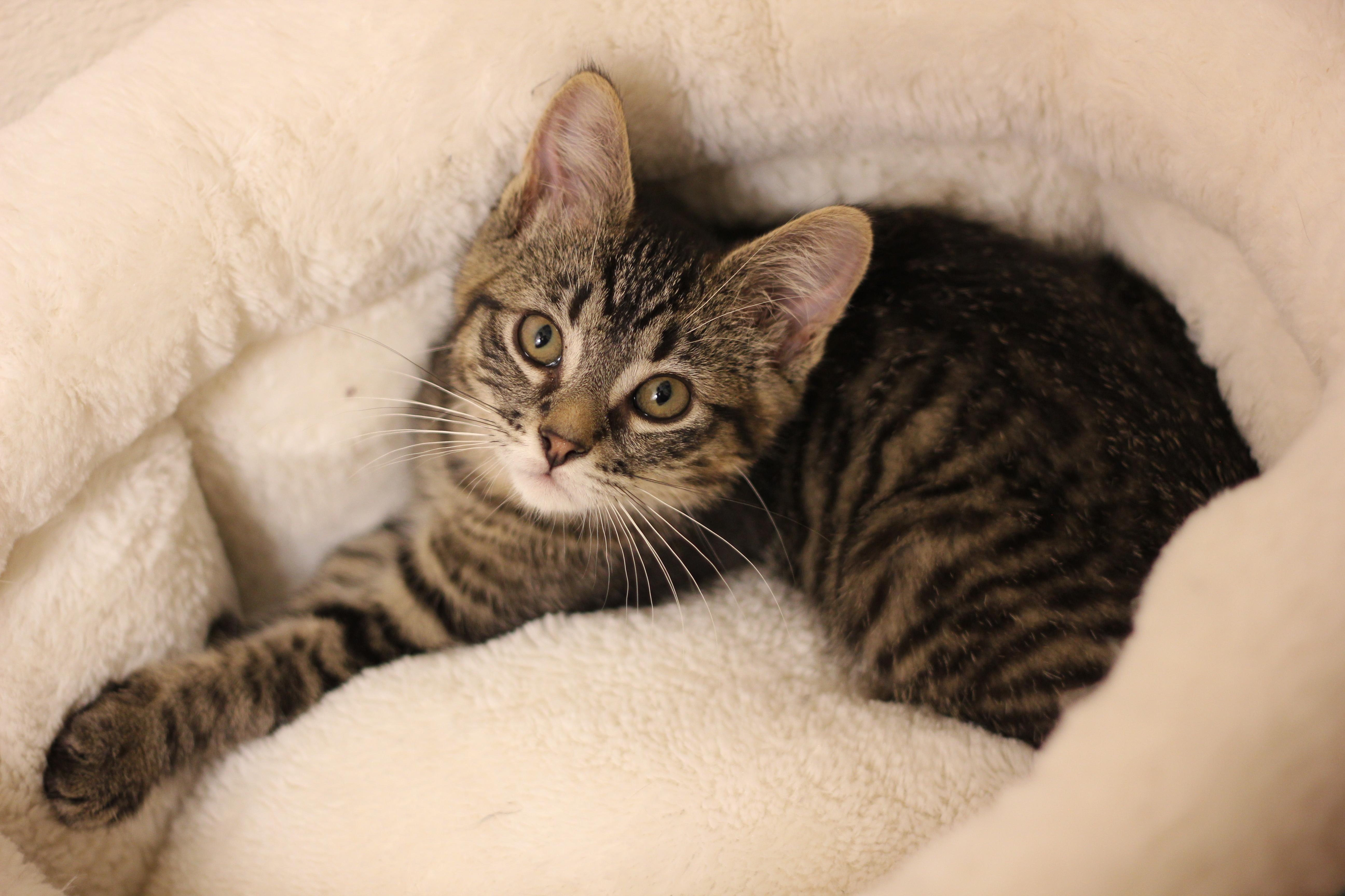 Enlarge Jane, a Adopted Domestic Short Hair in Gig Harbor, WA image 3/6