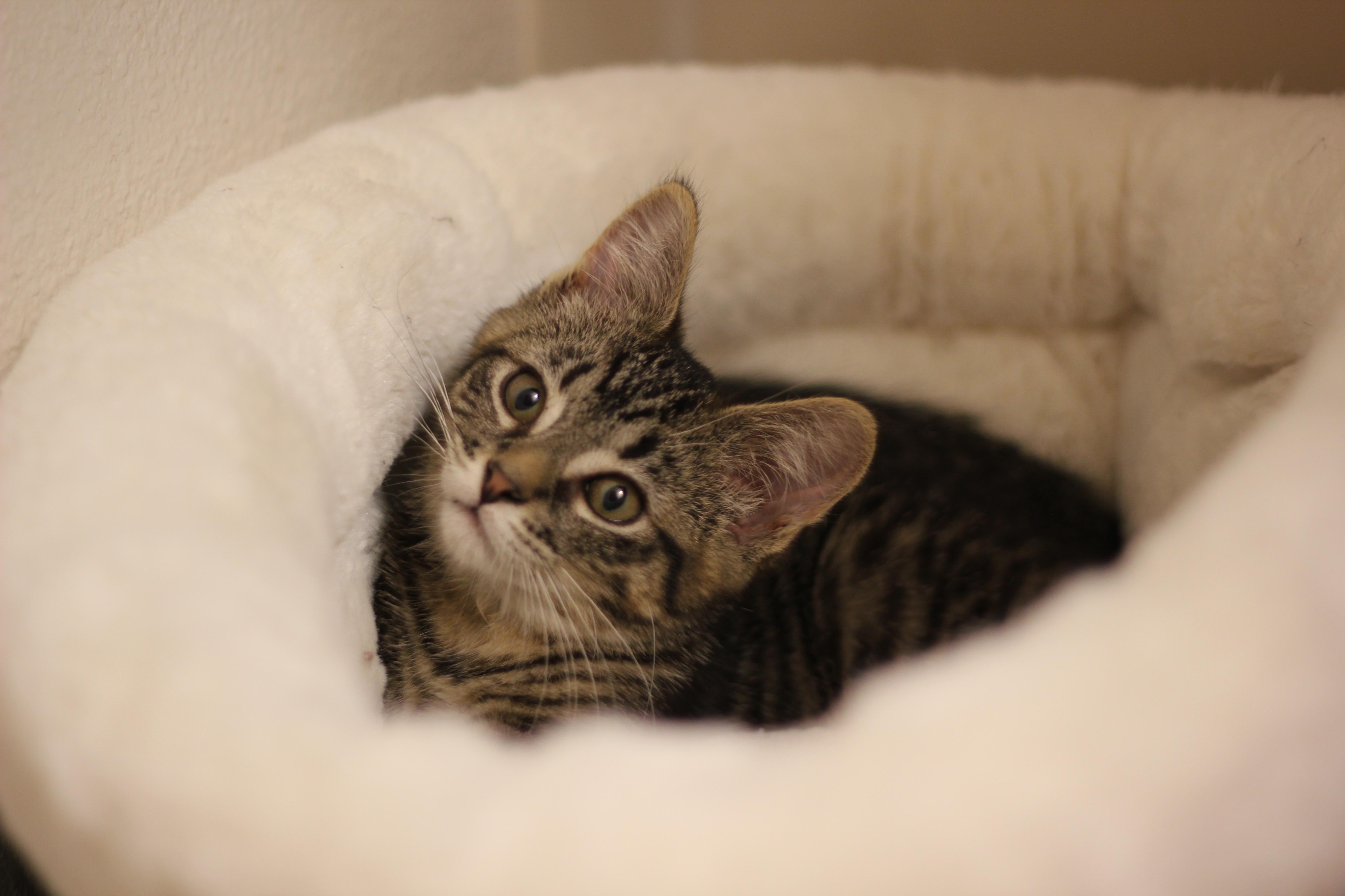 Enlarge Jane, a Adopted Domestic Short Hair in Gig Harbor, WA image 5/6