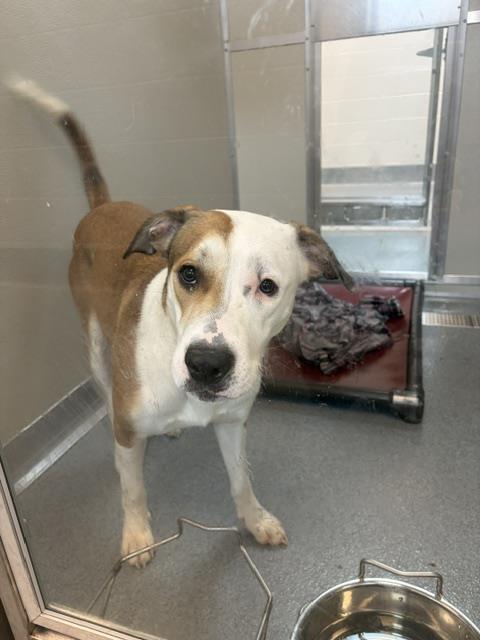 BAY, Adoptable, Young Female Australian Cattle Dog / Blue Heeler & Mixed Breed.