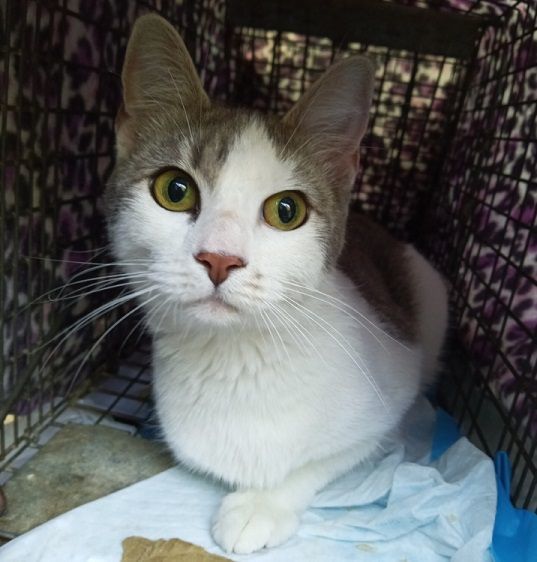 Junebug EXTRA URGENT - FOSTER NEEDED!, a Adoptable mixed breed in Cookeville, TN image 3/6