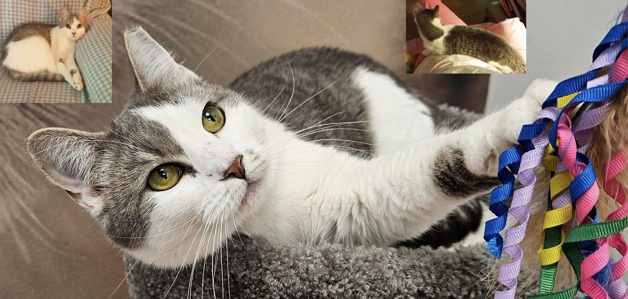 Junebug EXTRA URGENT - FOSTER NEEDED! 1