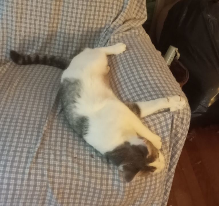 Junebug EXTRA URGENT - FOSTER NEEDED! 5