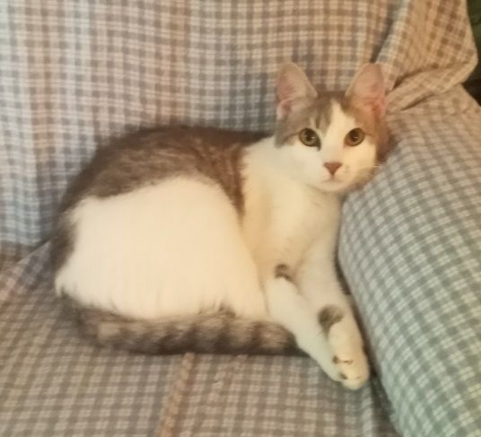 Junebug EXTRA URGENT - FOSTER NEEDED! 2